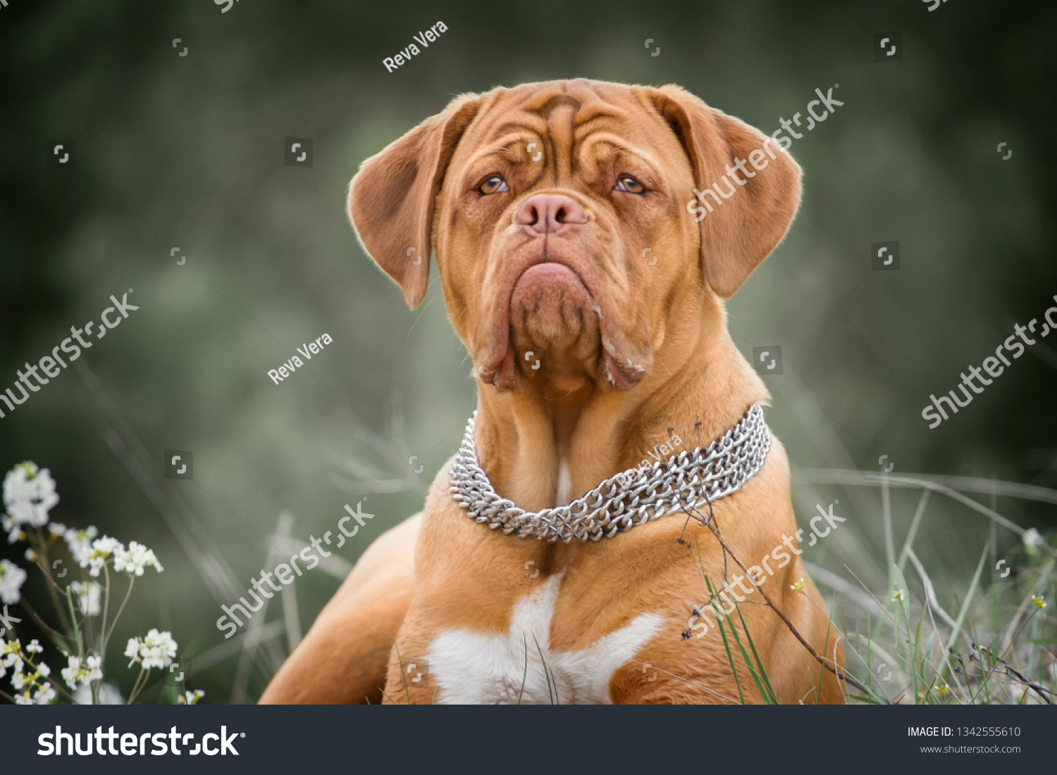 Puppy of Dogue de Bordeaux posing Outdoors #1342555610
