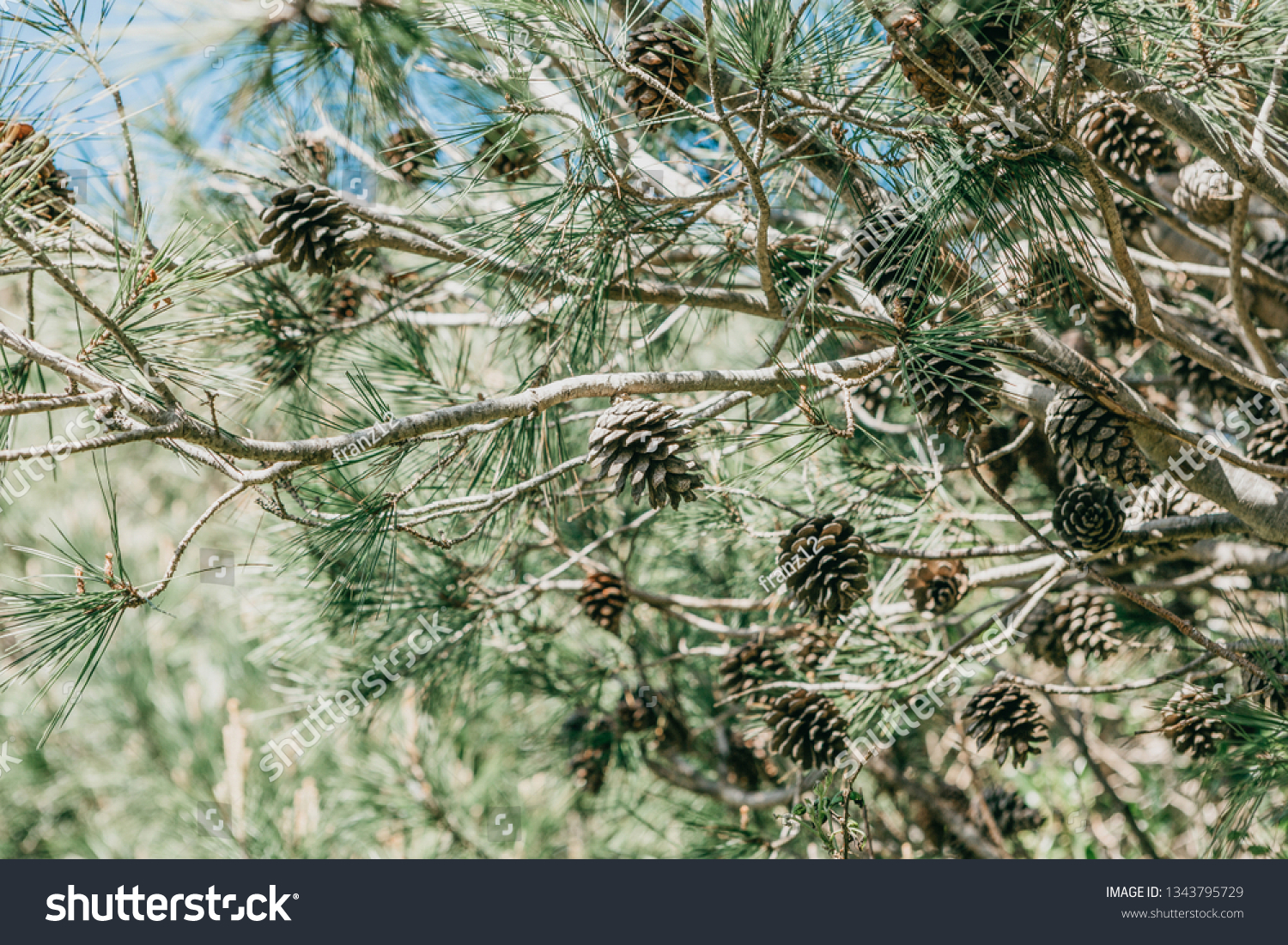Fir or fir branches with cones in the forest on a sunny day. #1343795729
