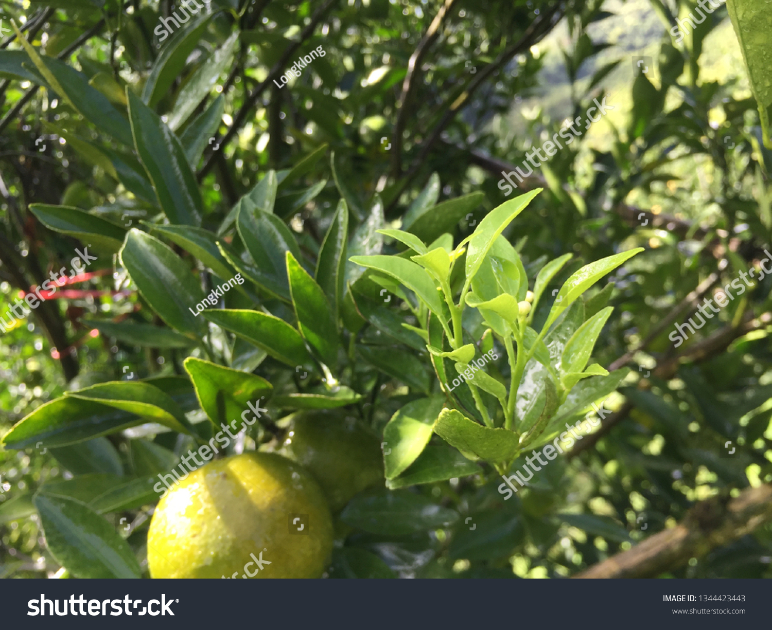 Ripe green and Orange Tangerine oranges on the branch with leaves. Grow tangerines, the season of tangerines #1344423443