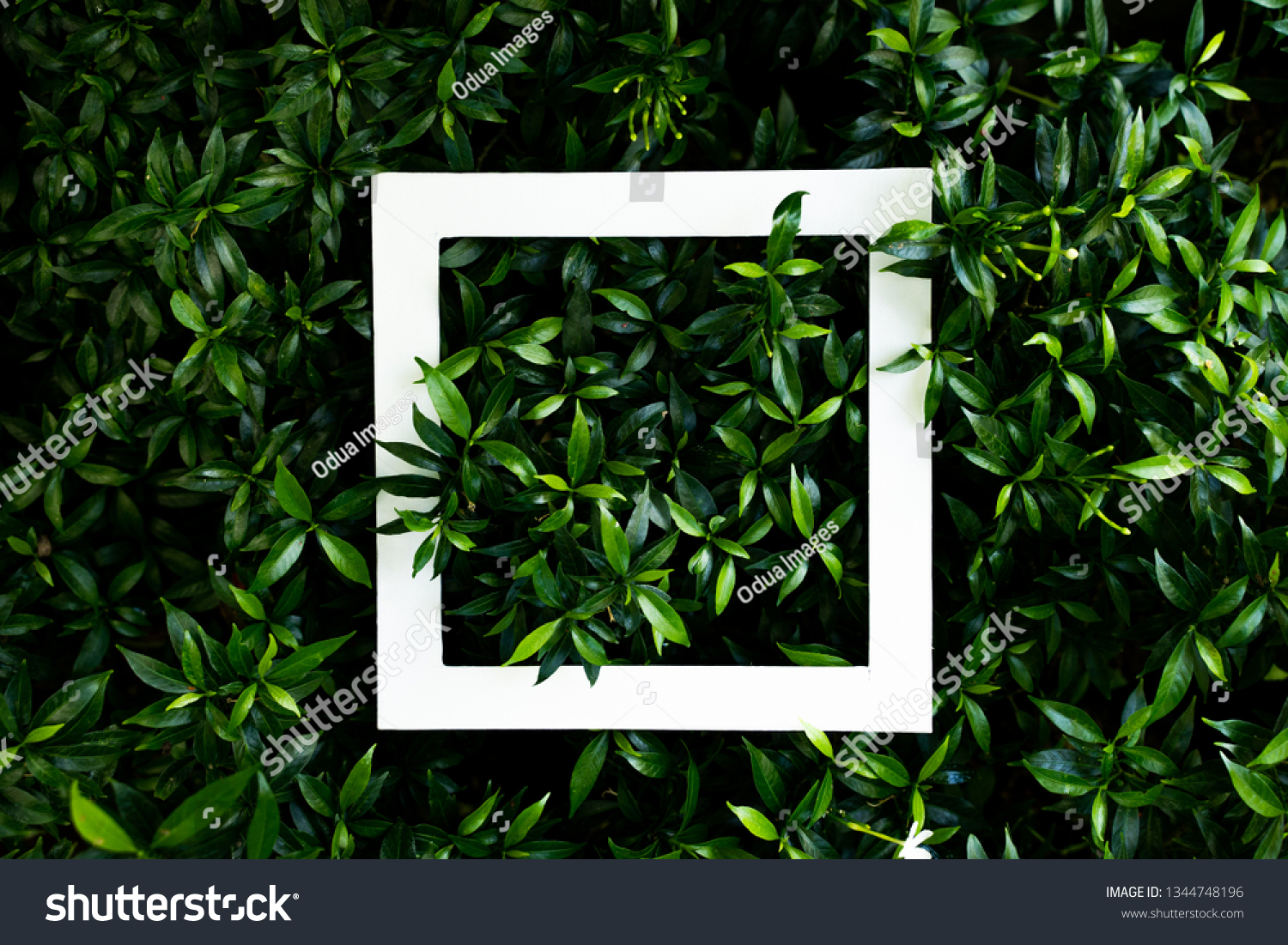 tropical leaf texture design, foliage nature dark green background - Image #1344748196