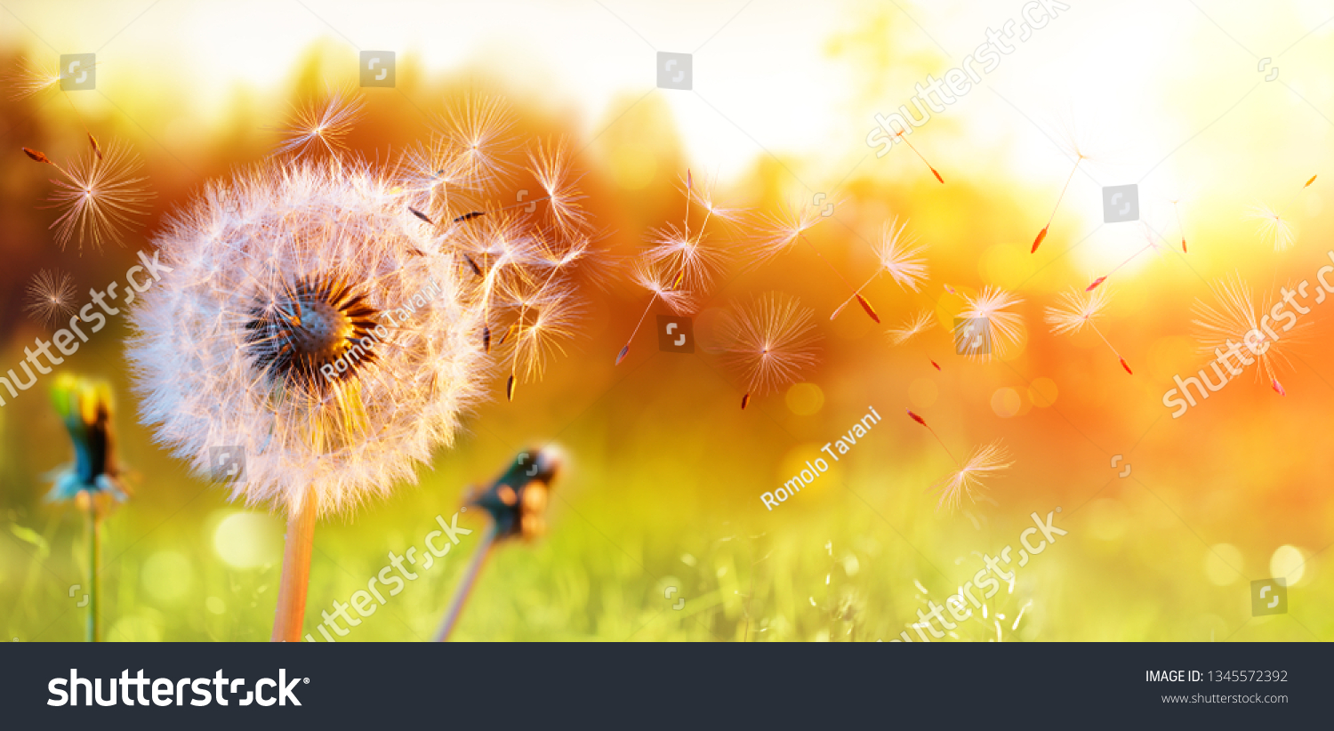 Dandelion In Field At Sunset - Freedom to Wish
 #1345572392