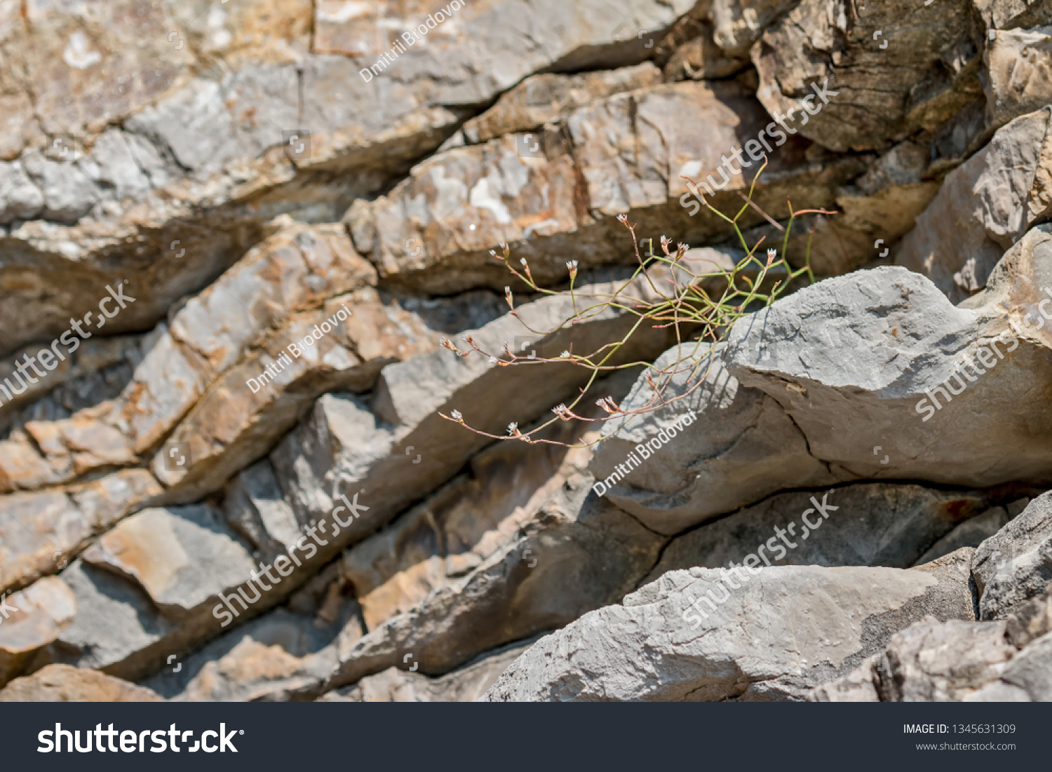 Plants on layered rocks #1345631309