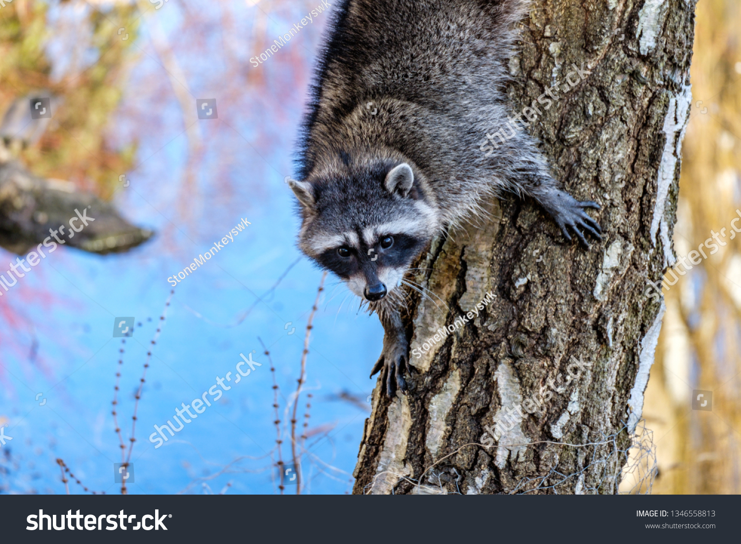 cute young raccoon climbing down the tree trunk near the pond while staring at  you. #1346558813