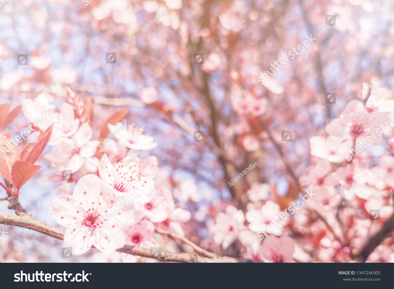 Spring Cherry blossoms Background, Blossoming cherry Close Up #1347246905