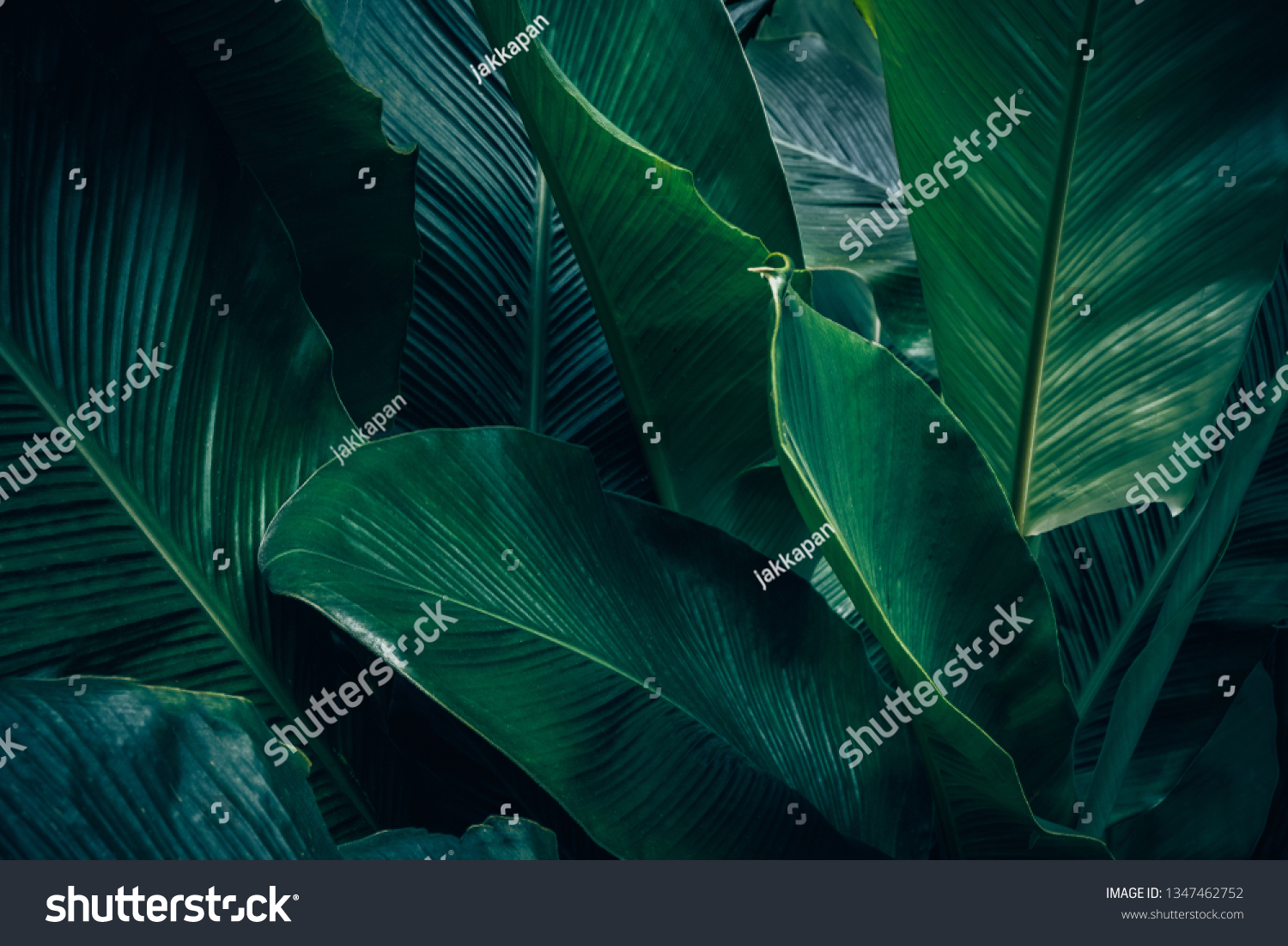 Large foliage of tropical leaf with dark green texture, abstract nature background. #1347462752