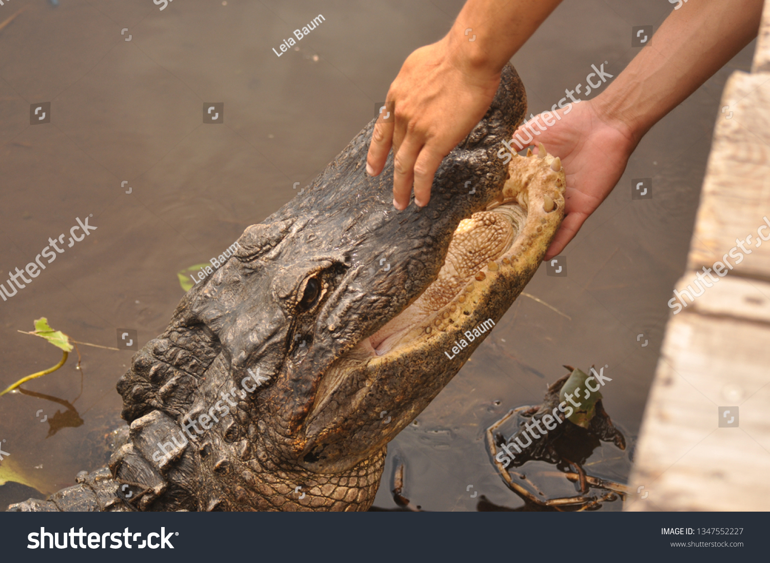 Hands touching the crocodile mouth #1347552227