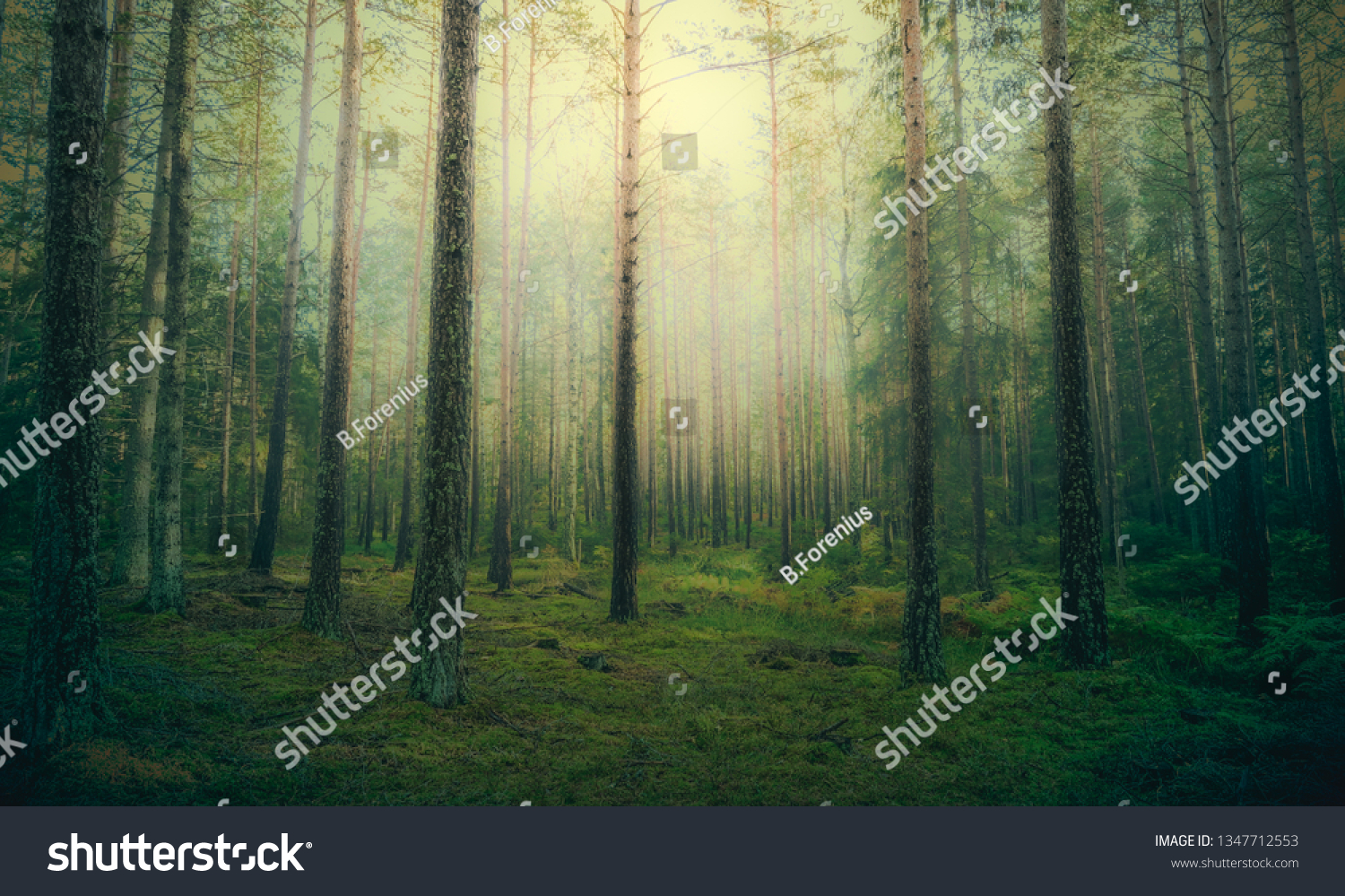 Beautiful pine forest at foggy sunrise. Tree trunks and cold mist #1347712553