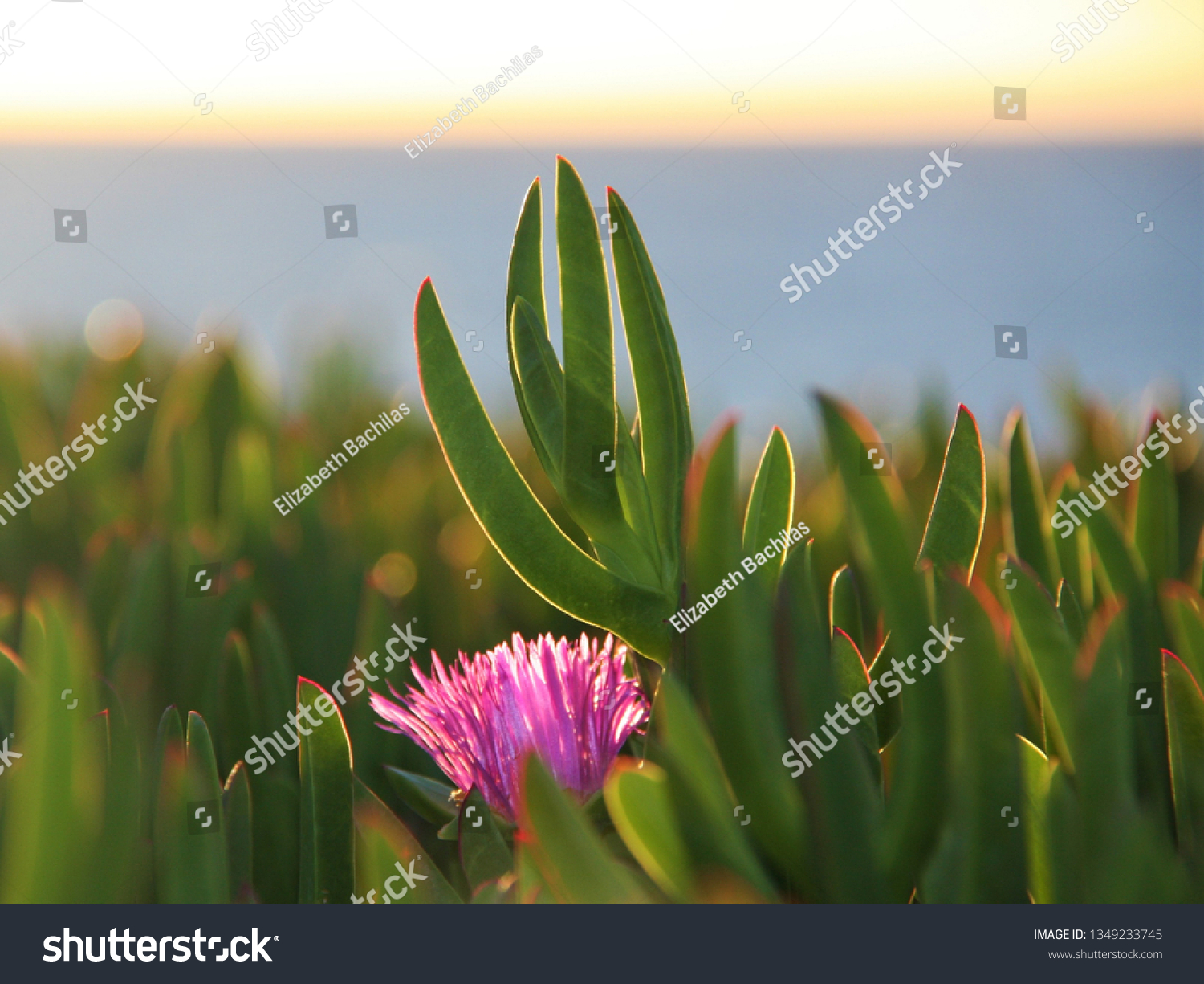 Beautiful lavender spiked flower with long, green, finger-like foliage in the foreground and foliage running into the distance. #1349233745