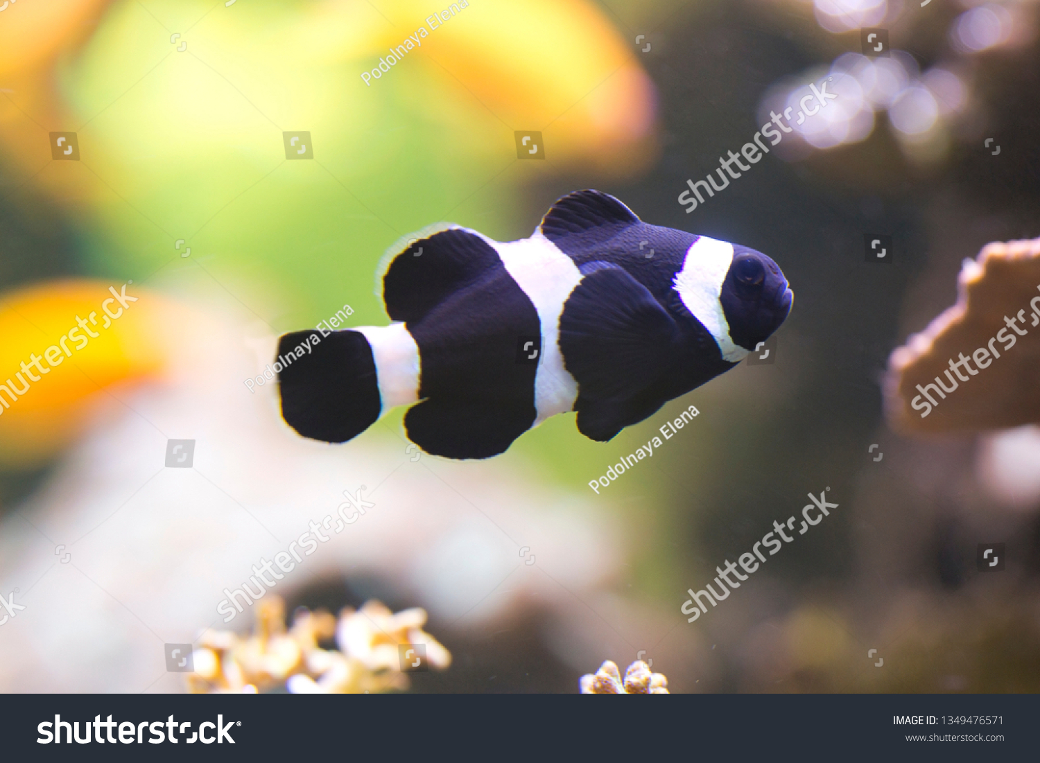  Ocellaris clownfish, false percula clownfish,  common clownfish (Amphiprion ocellaris). #1349476571