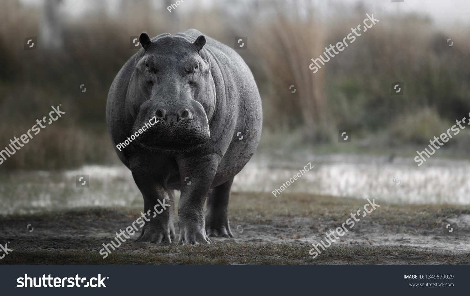 Aggressive hippo male attacking the car. Huge hippo male intimidating the opponent. Wild animal in the nature habitat. African wildlife. This is Africa. Hippopotamus amphibius. #1349679029