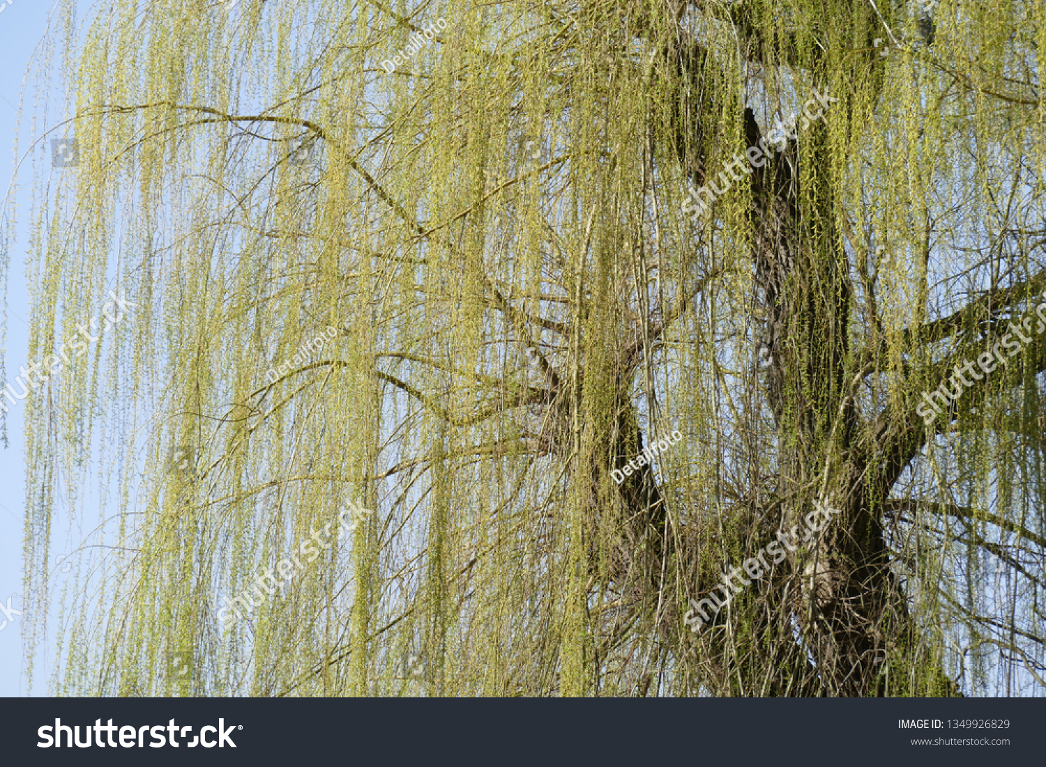 Green-yellow willow branches in spring, branches, branches, blue sky, Germany, Europe #1349926829