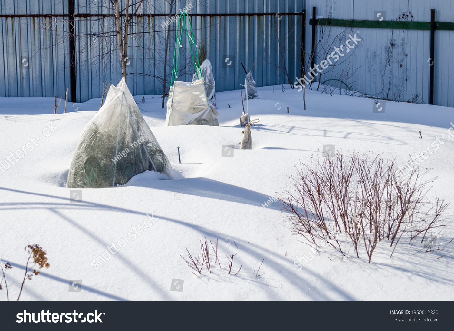 plants in a snow-covered garden, covered with a cloth for the winter #1350012320