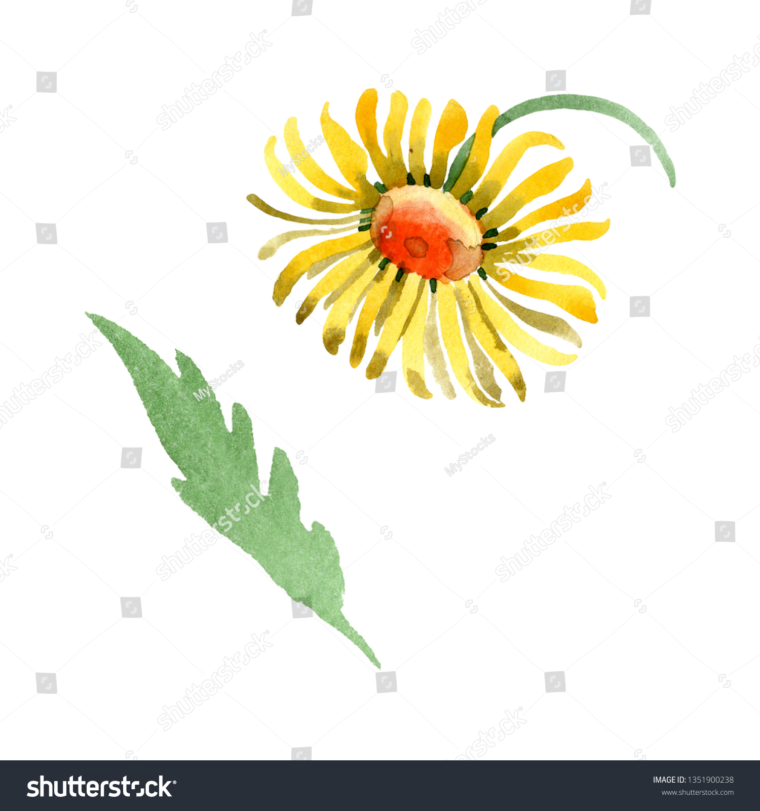 Yellow daisy floral botanical flower. Wild spring leaf wildflower isolated. Watercolor background illustration set. Watercolour drawing fashion aquarelle. Isolated daisybushes illustration element. #1351900238