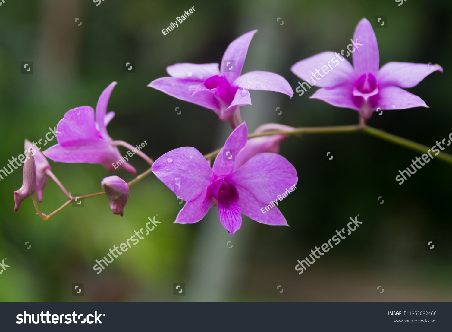Beautiful Cooktown Orchid in bloom  #1352092466