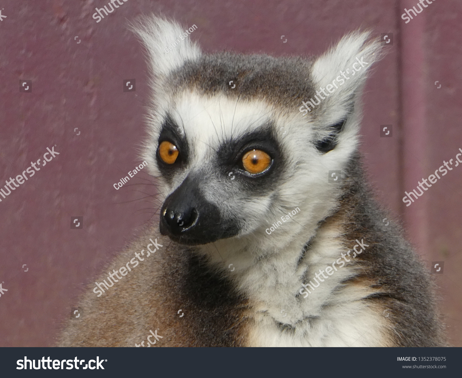Ring tailed lemur #1352378075