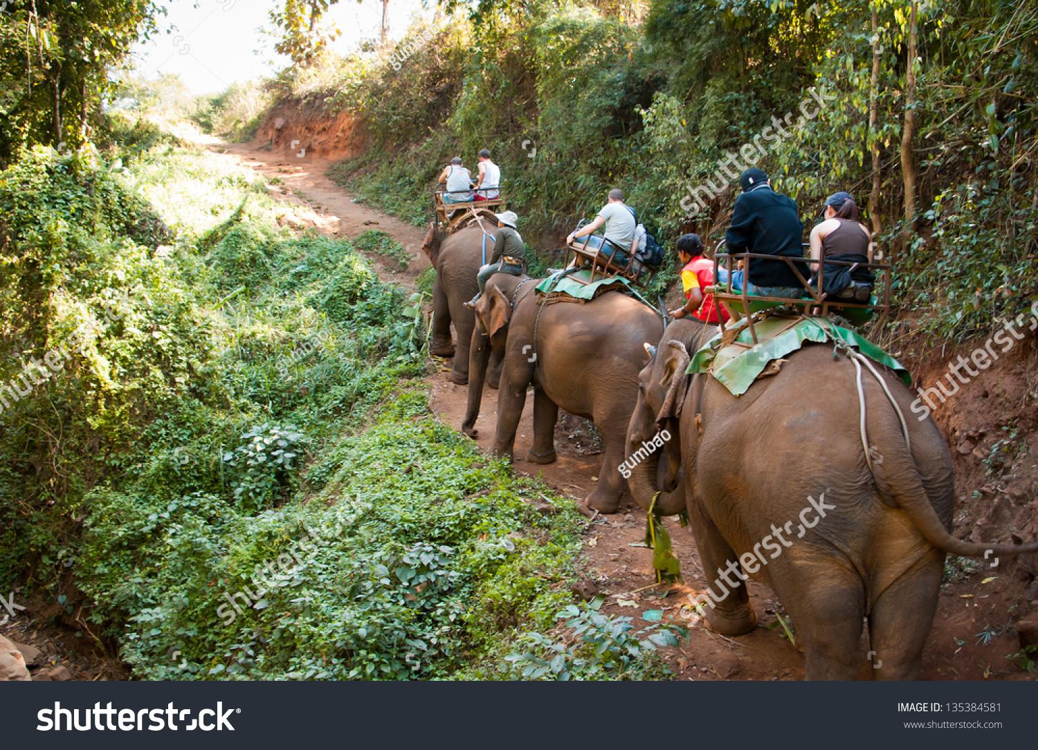 Elephant trekking through jungle in northern - Royalty Free Stock Photo ...