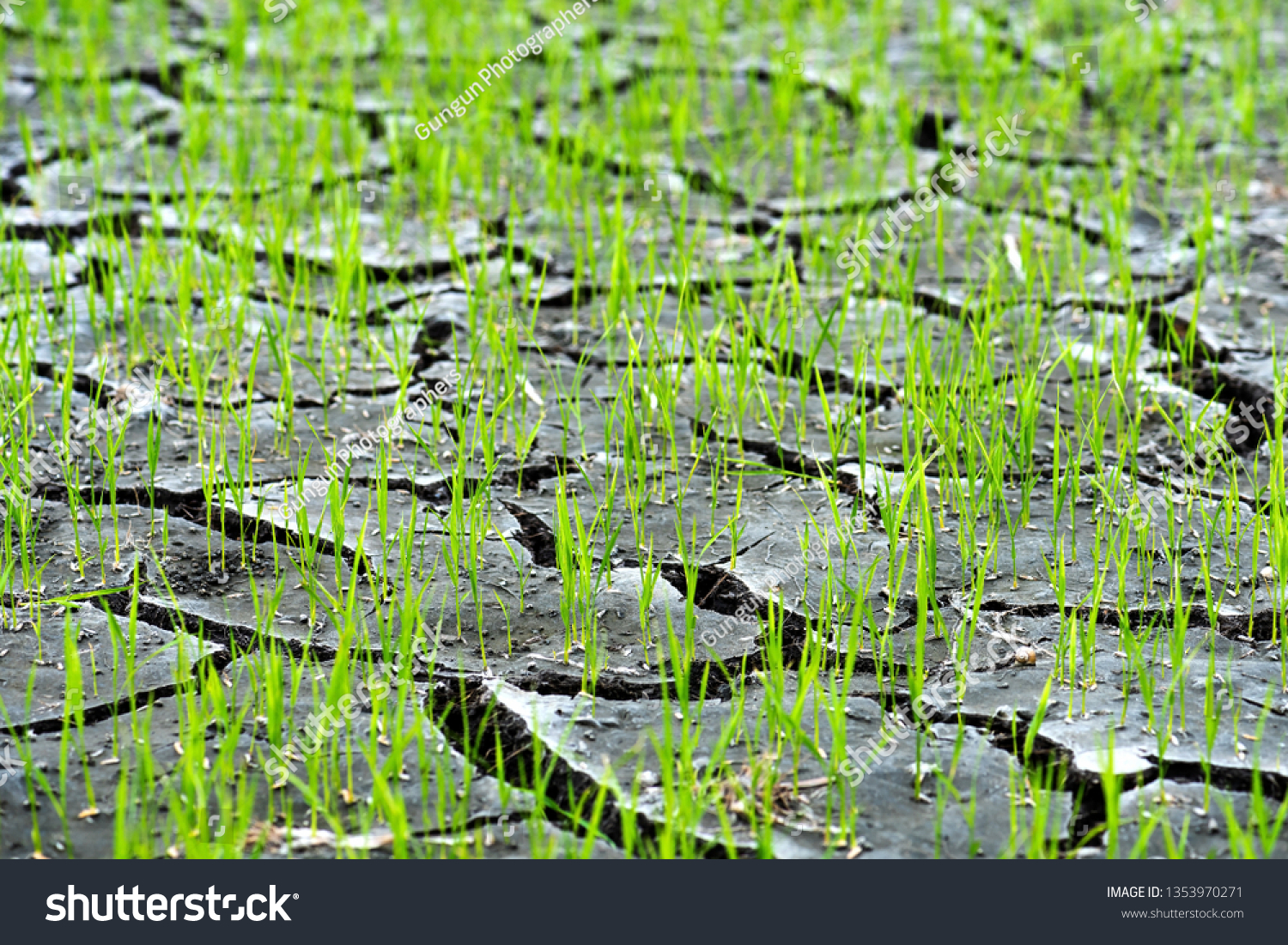 Small rice grows out of densely grounded plains and precipitation.and the ground is broken #1353970271