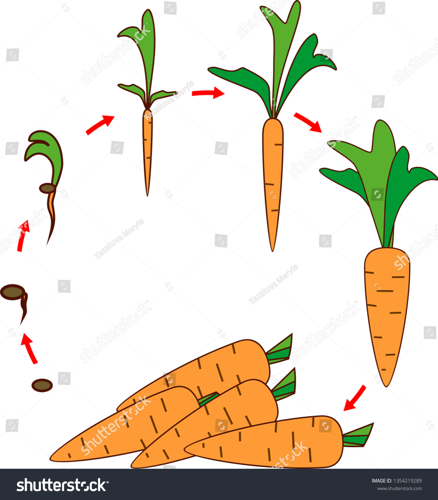 Life cycle of carrot plant. Stages of growth Royalty Free Stock