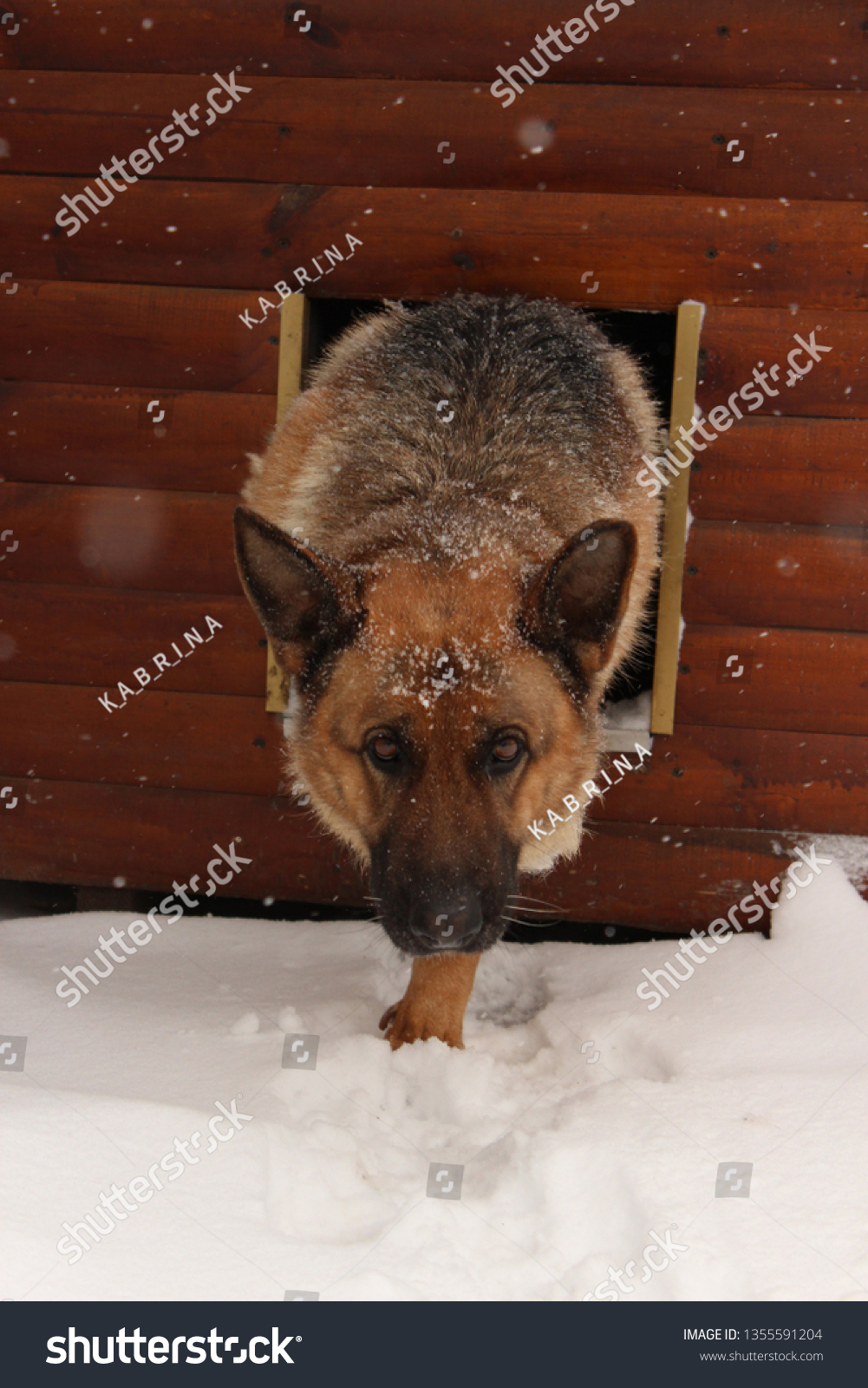Extremely confident the dog imagines a model that goes courageously on a podium in extreme conditions #1355591204
