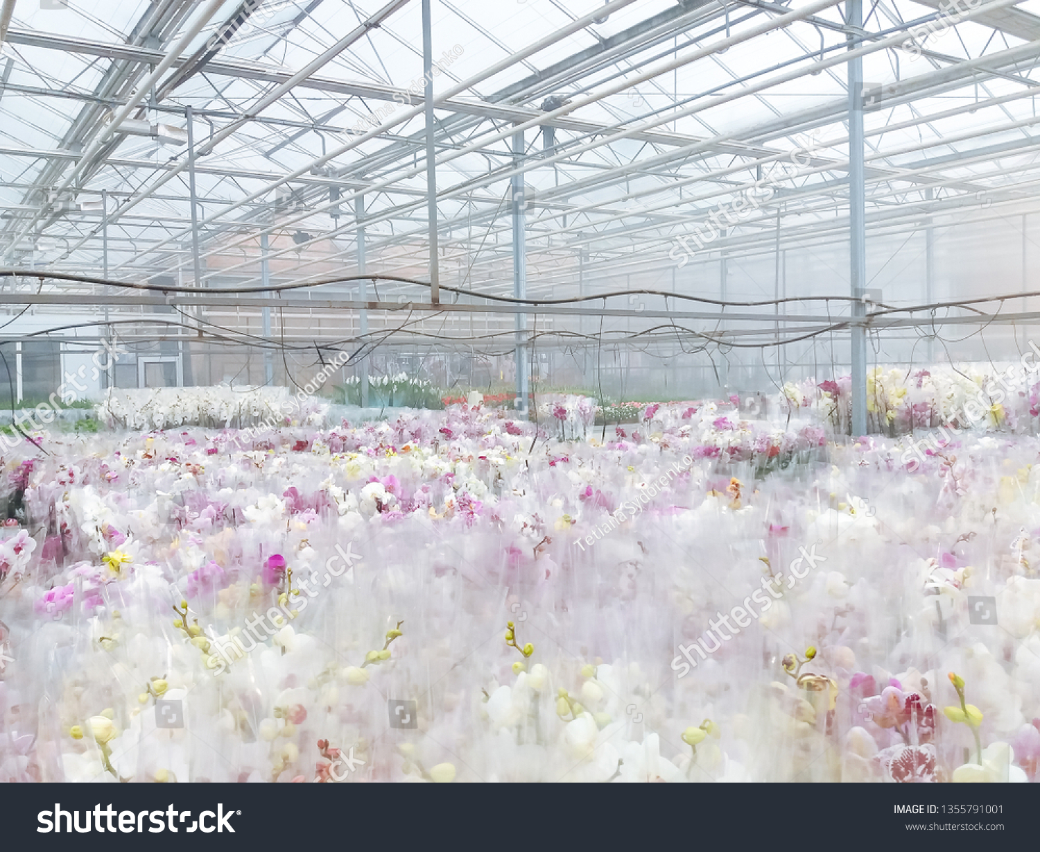 Cultivated ornamental flowers growing in a commercial plactic foil covered horticulture greenhouse #1355791001