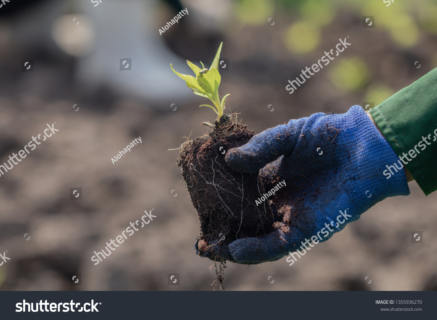 Close up with selective focus on a plant seedling.human hand are planting the seedlings plant. #1355936270