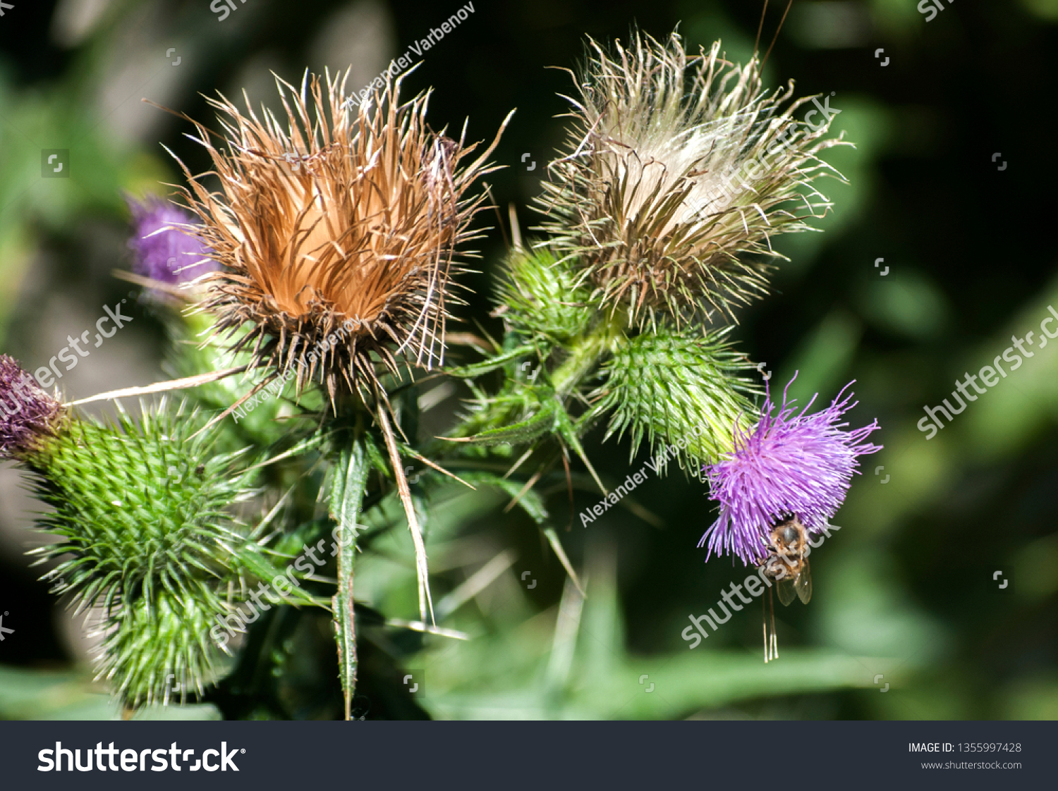 A beautiful color of blooming head donkey thistle closeup as natural floral background #1355997428