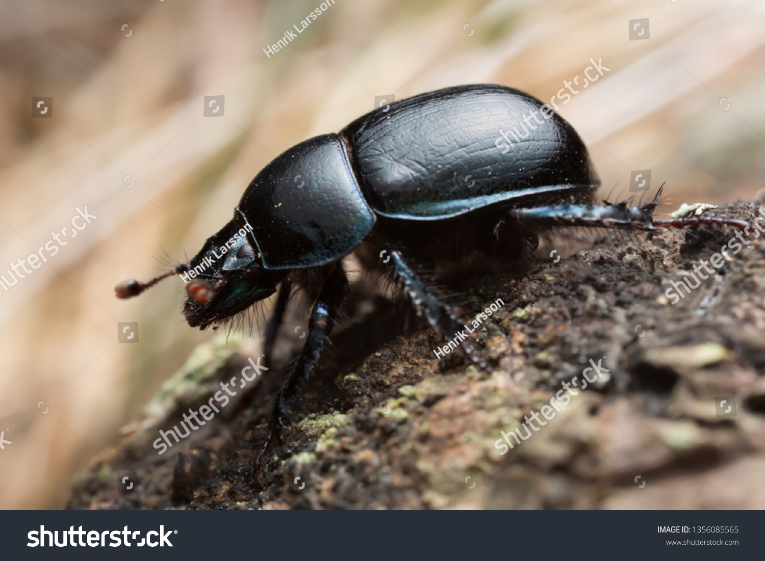 Dor beetle, Anoplotrupes stercorosus, macro photo #1356085565