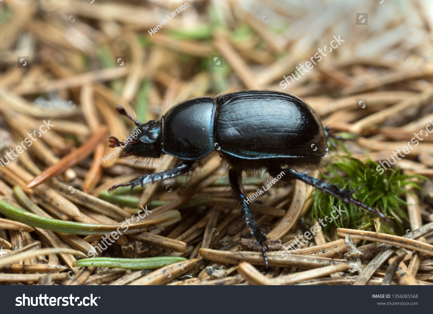Dor beetle, Anoplotrupes stercorosus, macro photo #1356085568