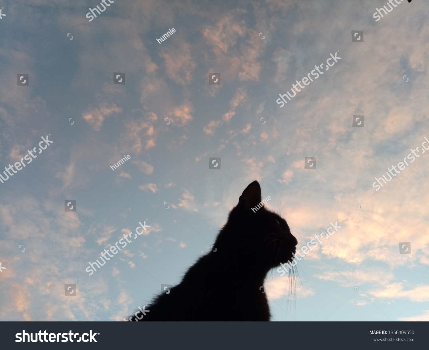 Black cat on the peak and the sky in the morning. #1356409550