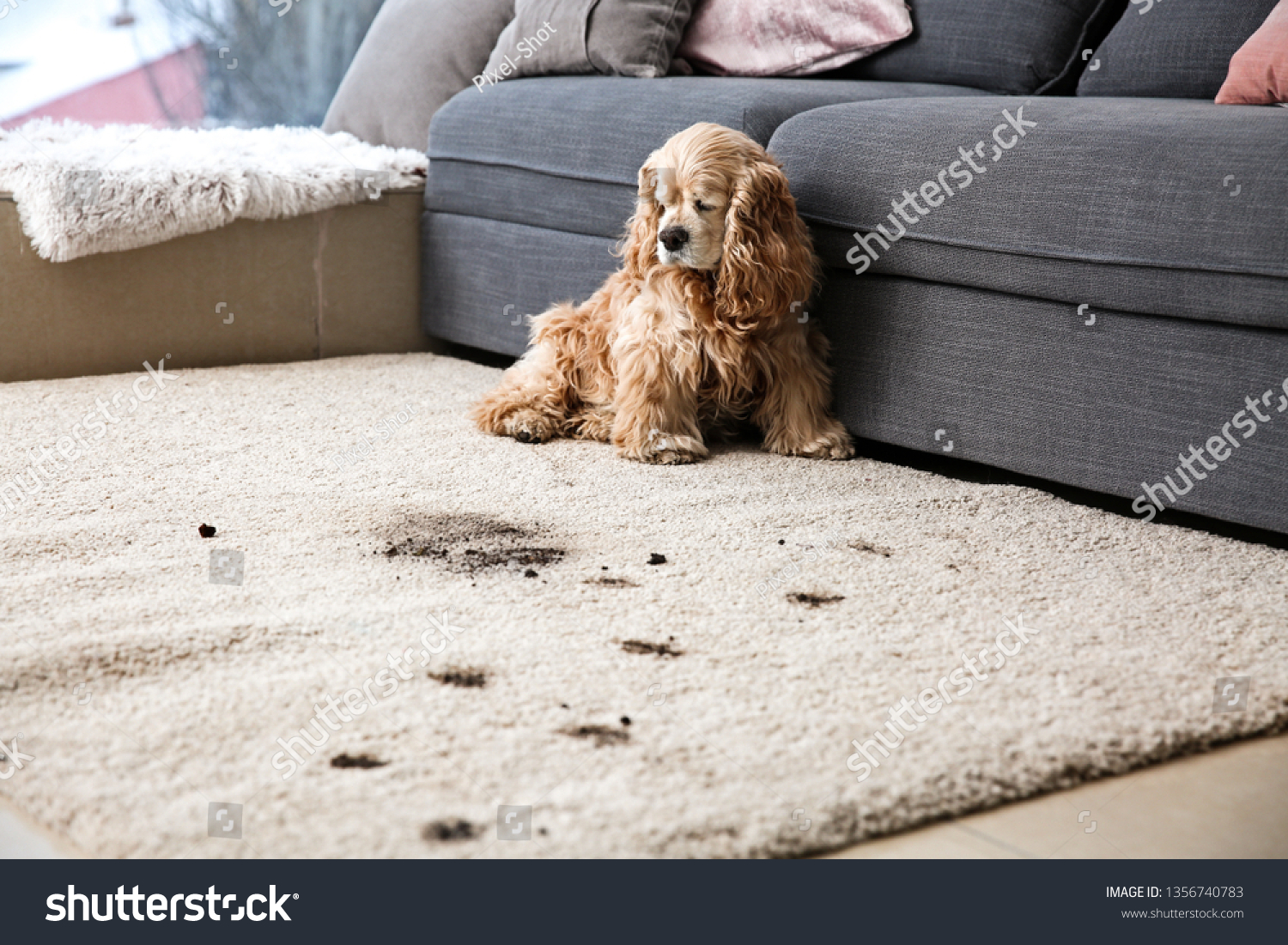 Funny dog and its dirty trails on carpet #1356740783