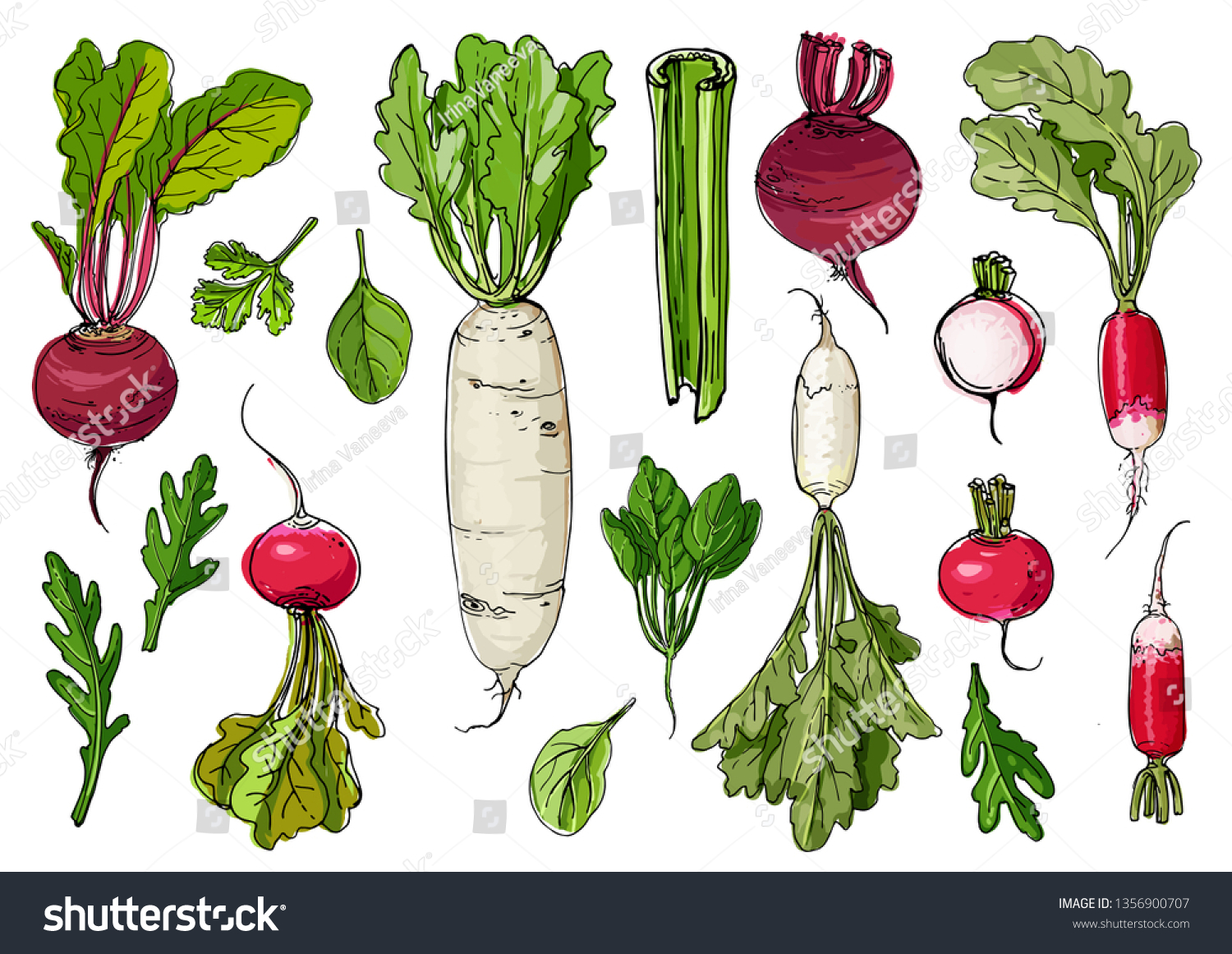 Daikon radish,celery, arugula, spinach,  beet drawn by a line on a white background. A sketch of food. Vector drawing #1356900707