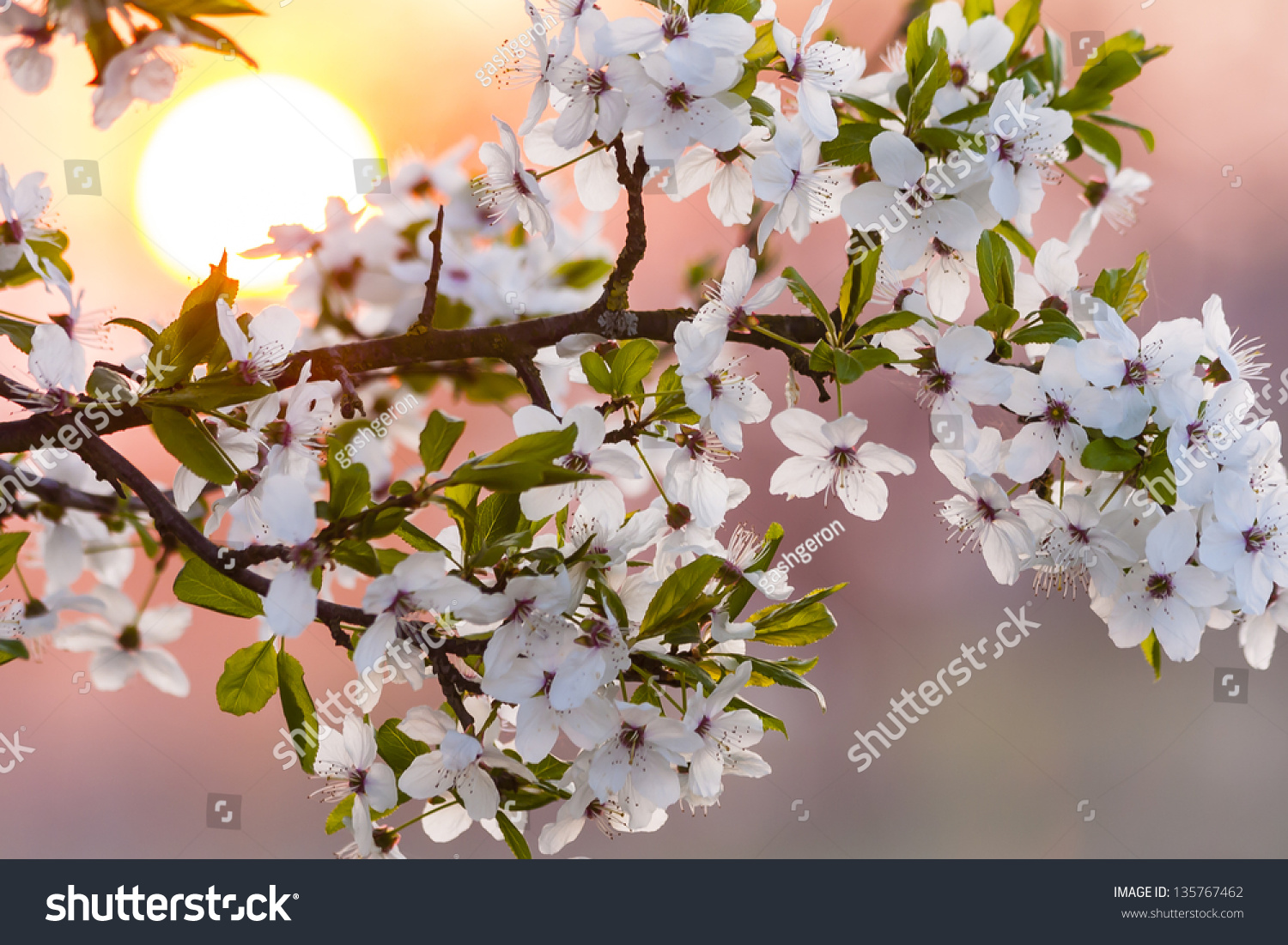 Cherry tree in closeup against the setting sun. #135767462