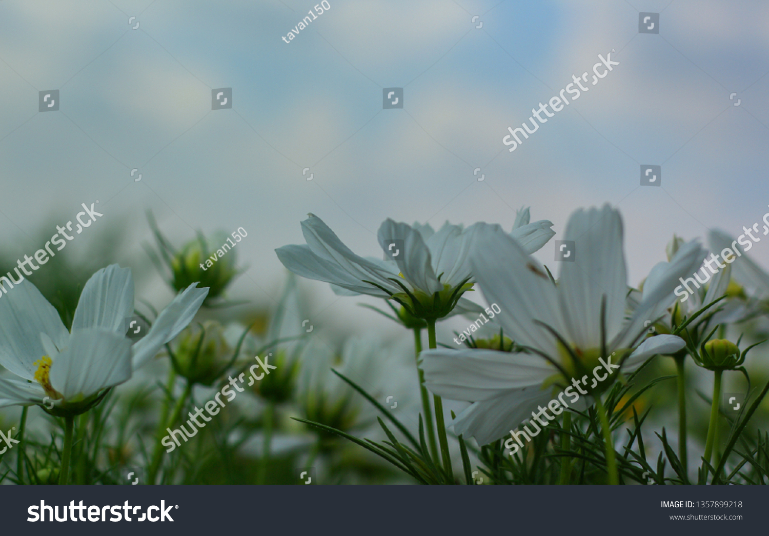 White cosmos flower blooming beautifully for background . One kind of flowering plant that has been called Is the name of a star that is far from the horizon cosmos (starburst) flower means the intent #1357899218