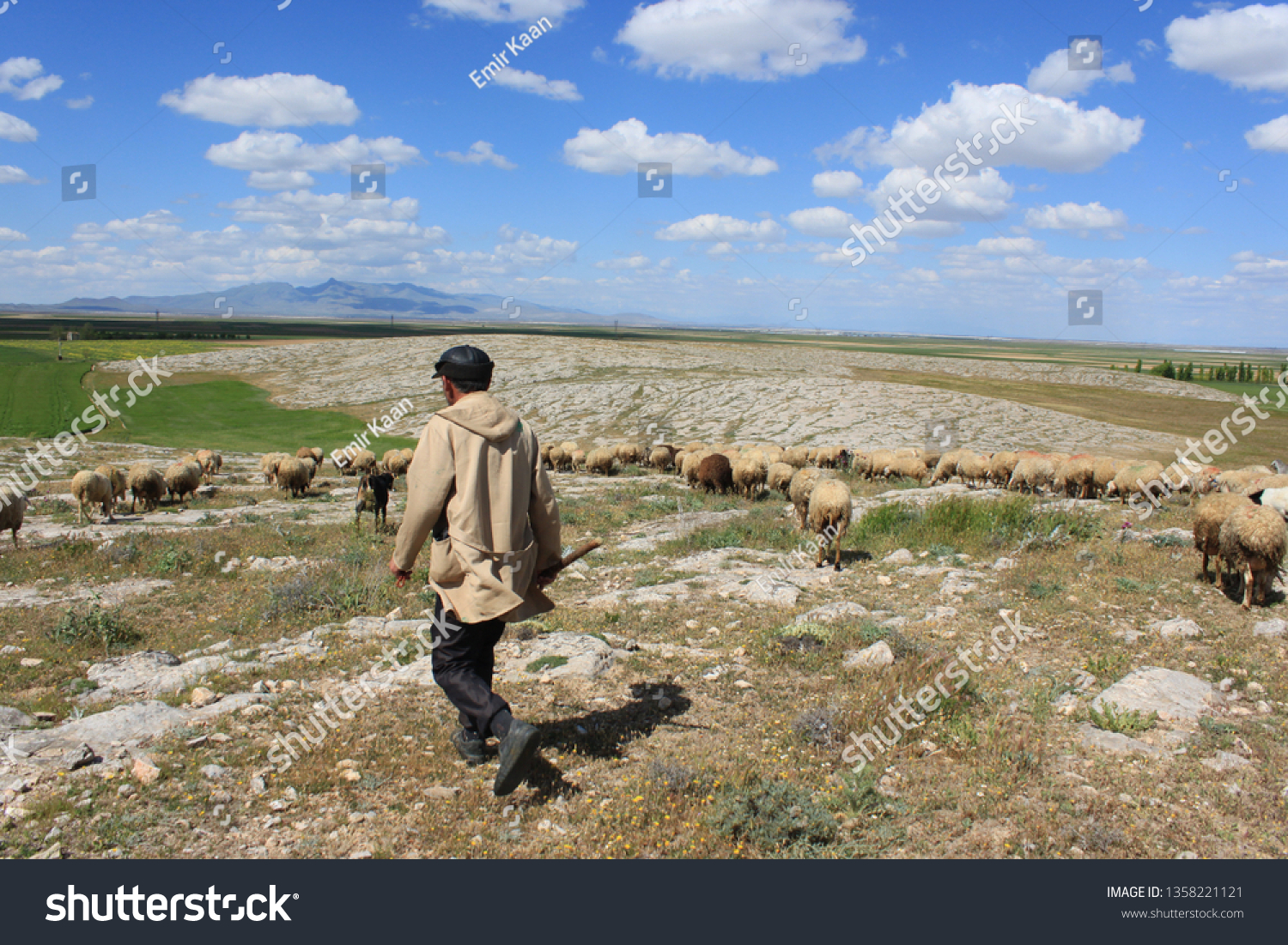 Herd of sheep herd - Herd #1358221121