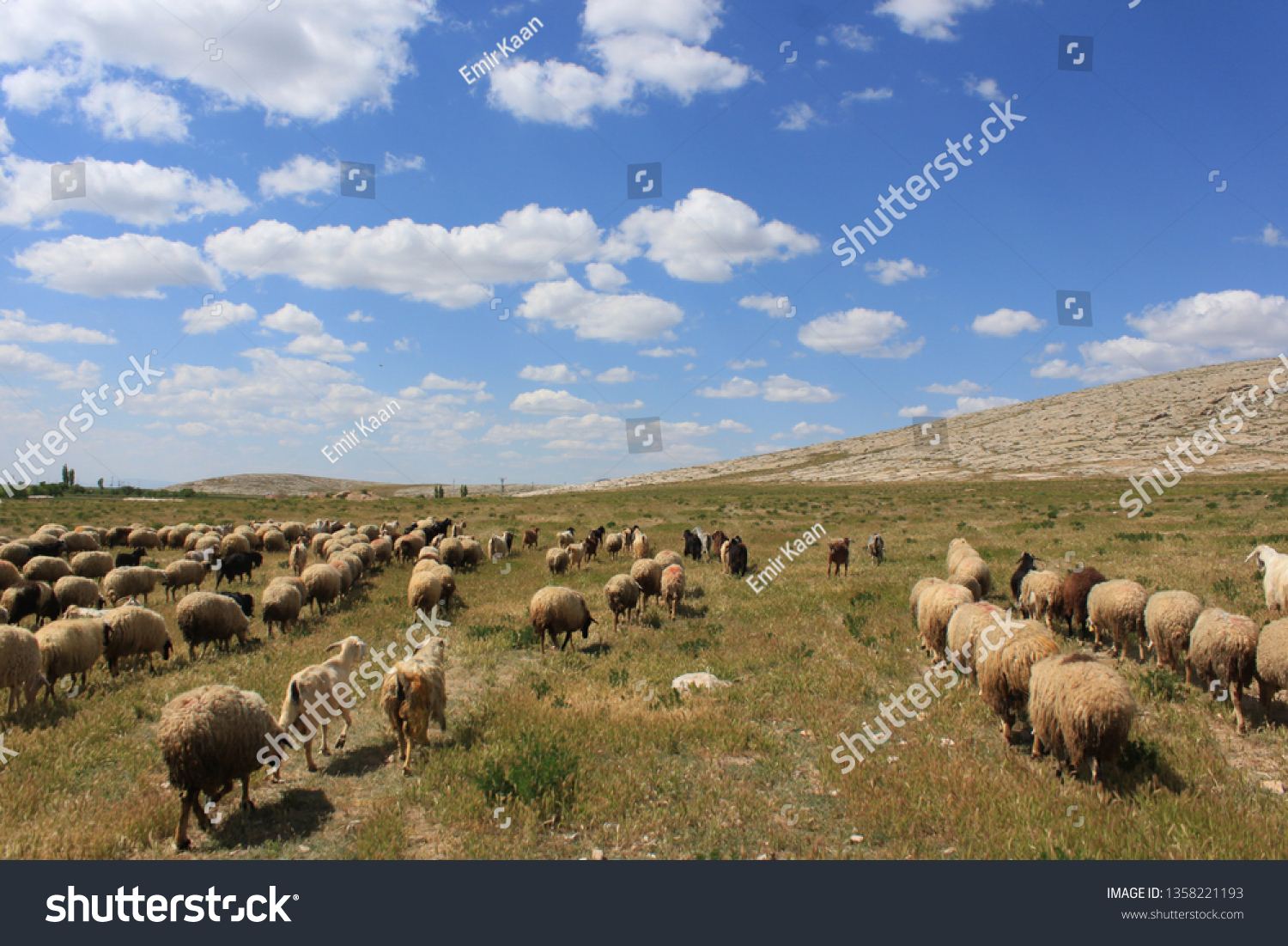 Herd of sheep herd - Herd #1358221193