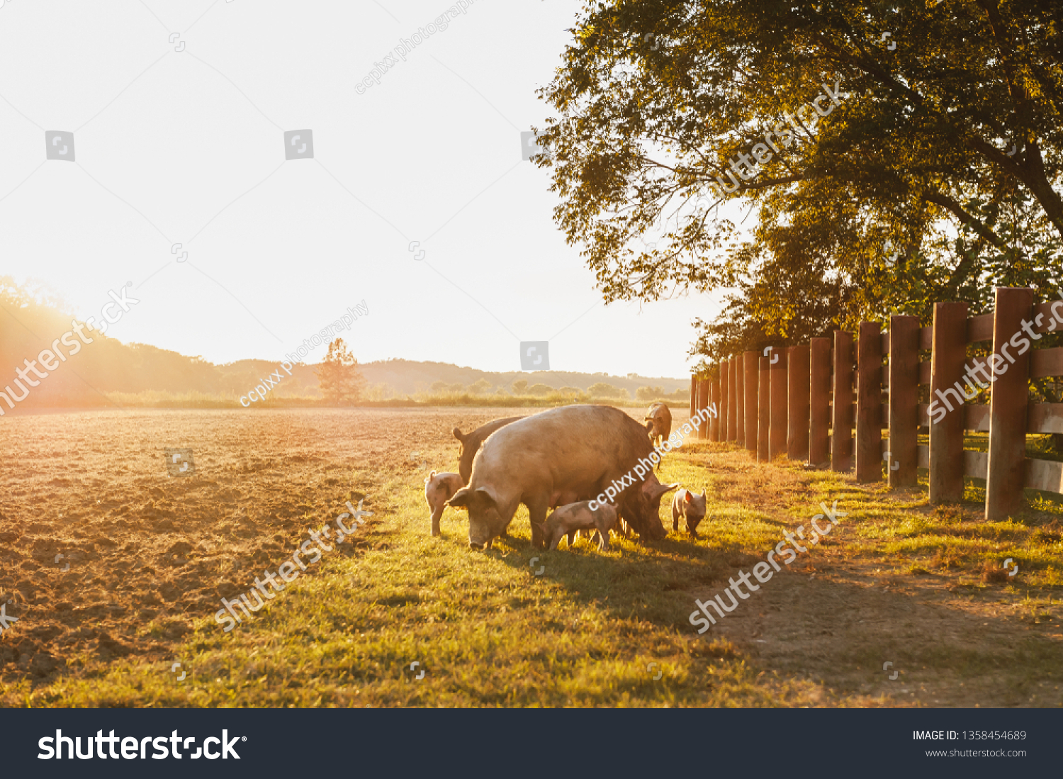 Drove of pigs on a pasture. Litter of piglets in a field. Sow and piglets eating. A golden pasture during sunset. Swine covered in mud. #1358454689