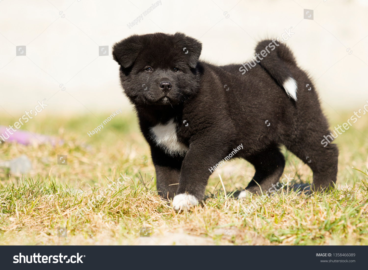 American Akita puppies on the grass #1358466089