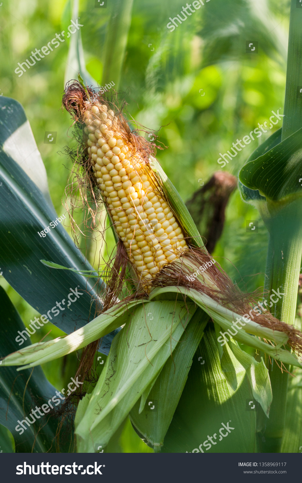 Close - up green corn #1358969117