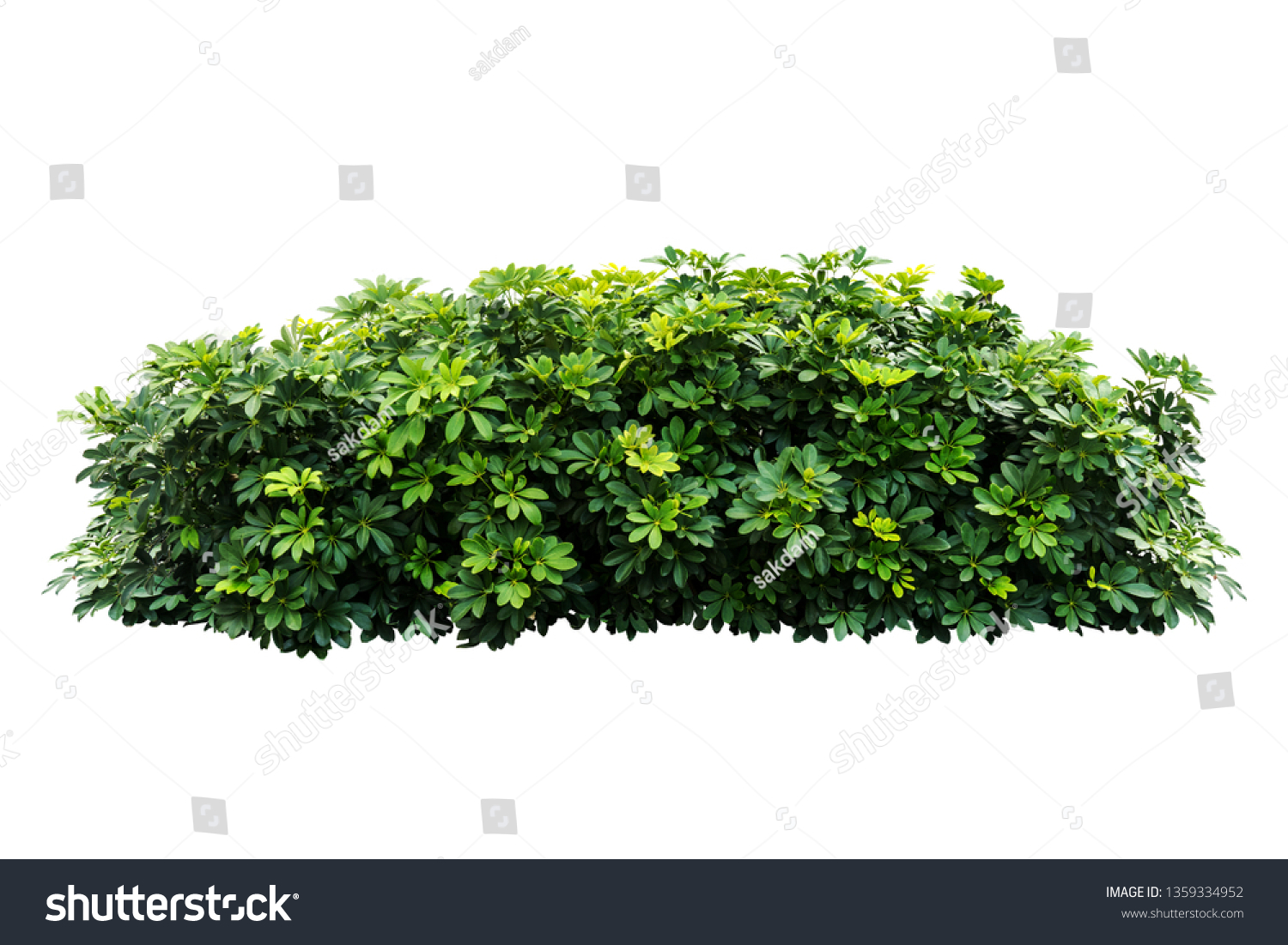 Tropical  nature plant isolated backdrop include clipping path on white background.closeup spring botanic decoration floral rain forest plant.Schefflera actinophylla #1359334952