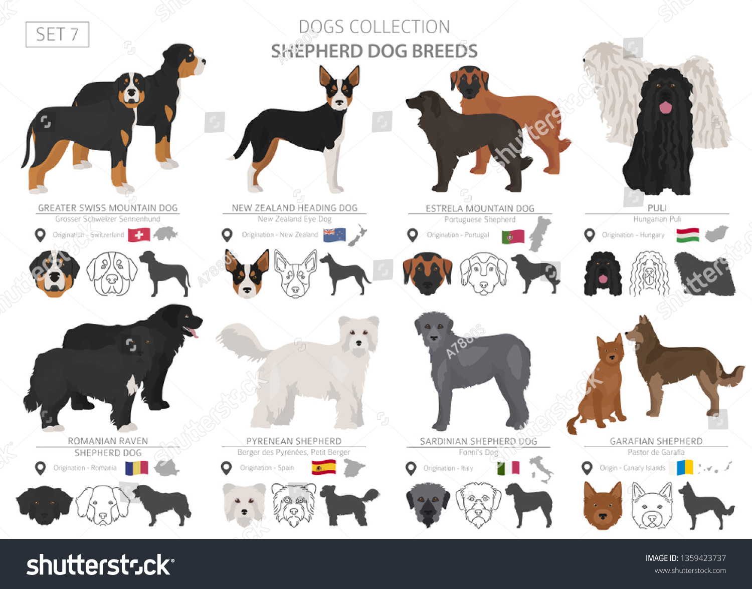 Shepherd and herding dogs collection isolated on - Royalty Free Stock ...