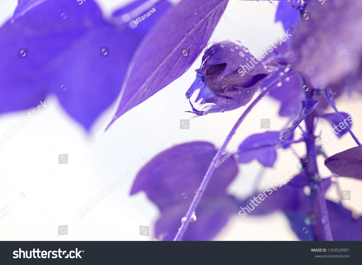 Violet effect. Cotton plant leaves background. Leaves with drops of water.                 #1359520901
