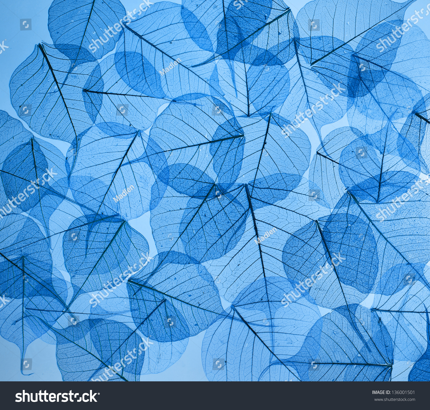 backdrop texture of colorful blue floral leaves #136001501