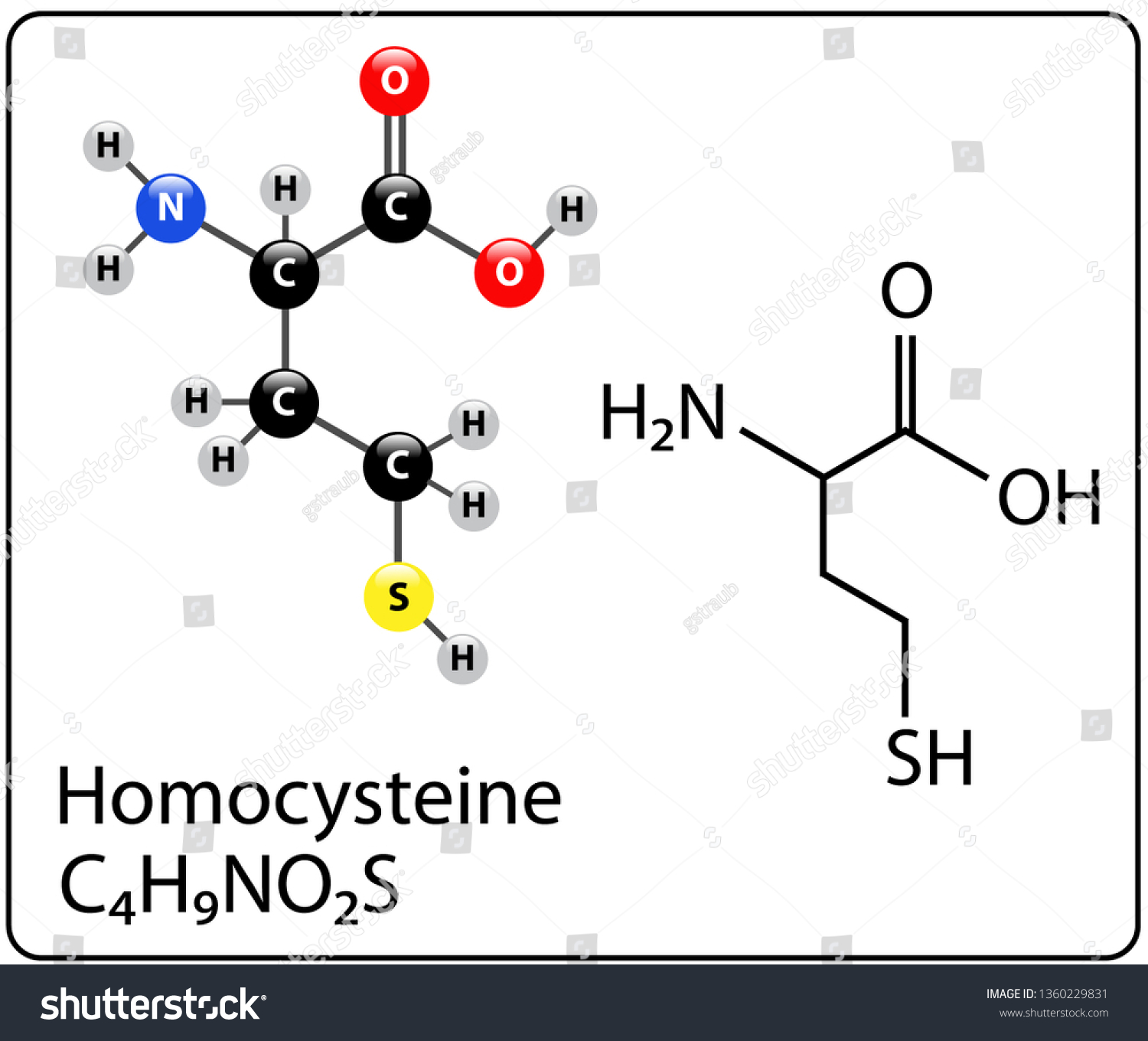 Homocysteine Molecule Structure - Royalty Free Stock Vector 1360229831 ...