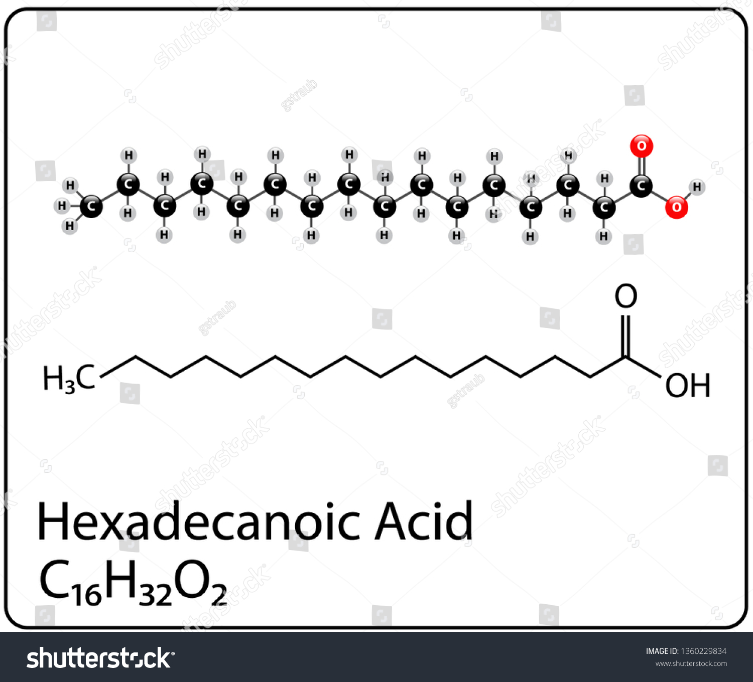 Hexadecanoic Acid Molecule Structure - Royalty Free Stock Vector ...