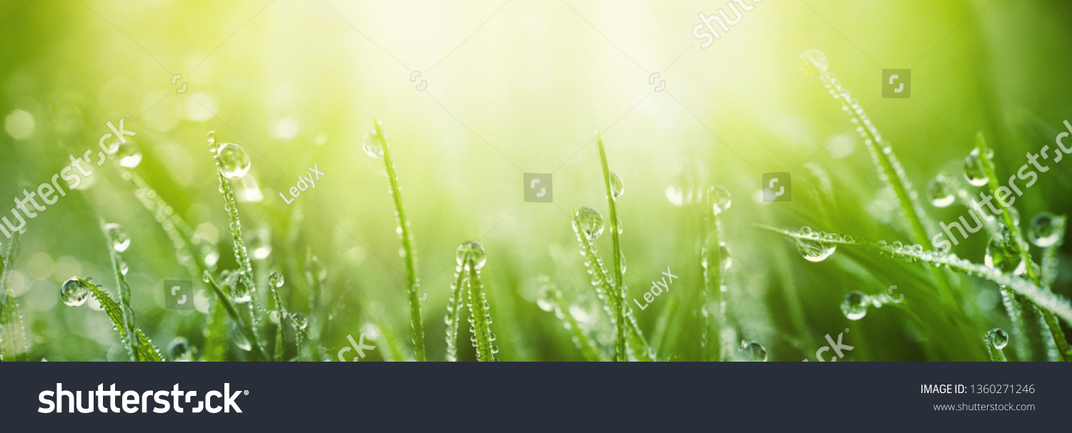 Juicy lush green grass on meadow with drops of water dew in morning light in spring summer outdoors close-up macro, panorama. Beautiful artistic image of purity and freshness of nature, copy space. #1360271246