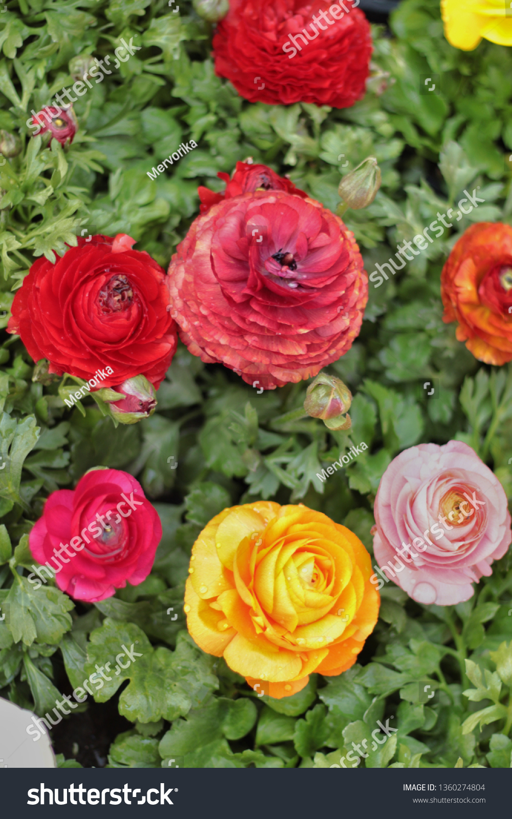 Colorful roses, red rose and yellow rose and orange rose and pink rose. #1360274804