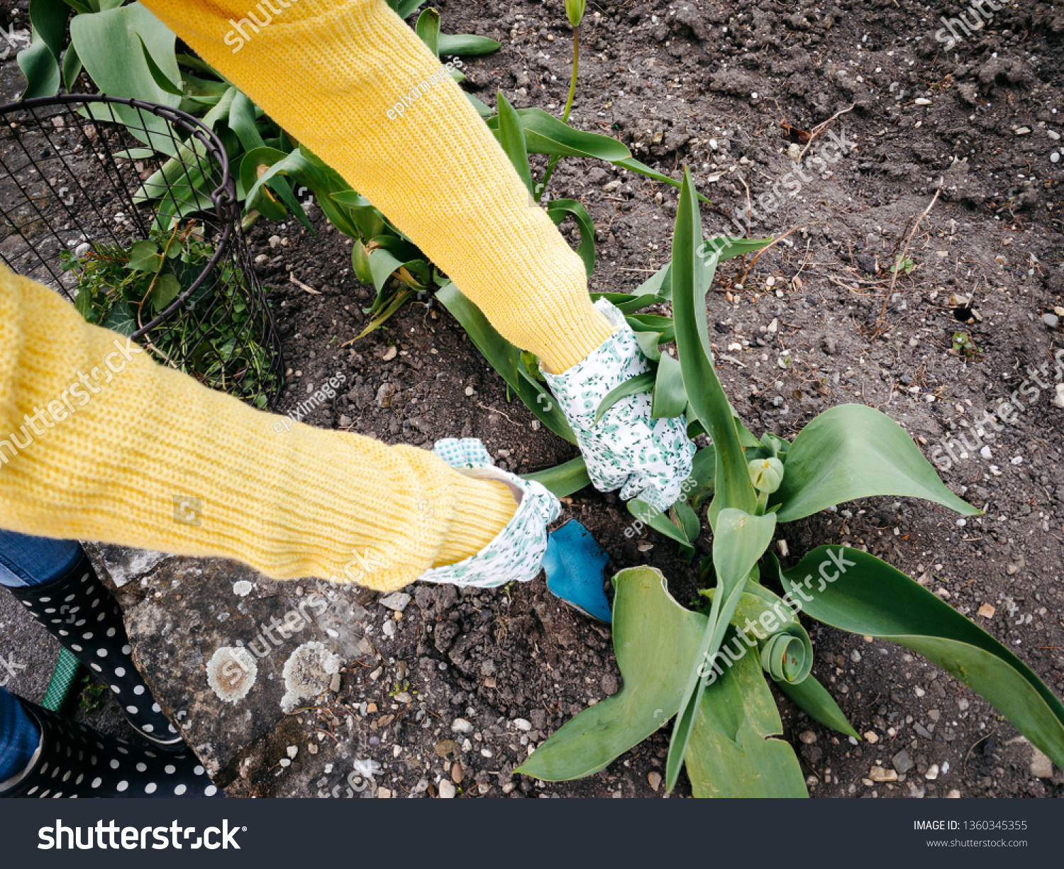 young pretty woman with yellow and glasses sweater weeding weeds #1360345355