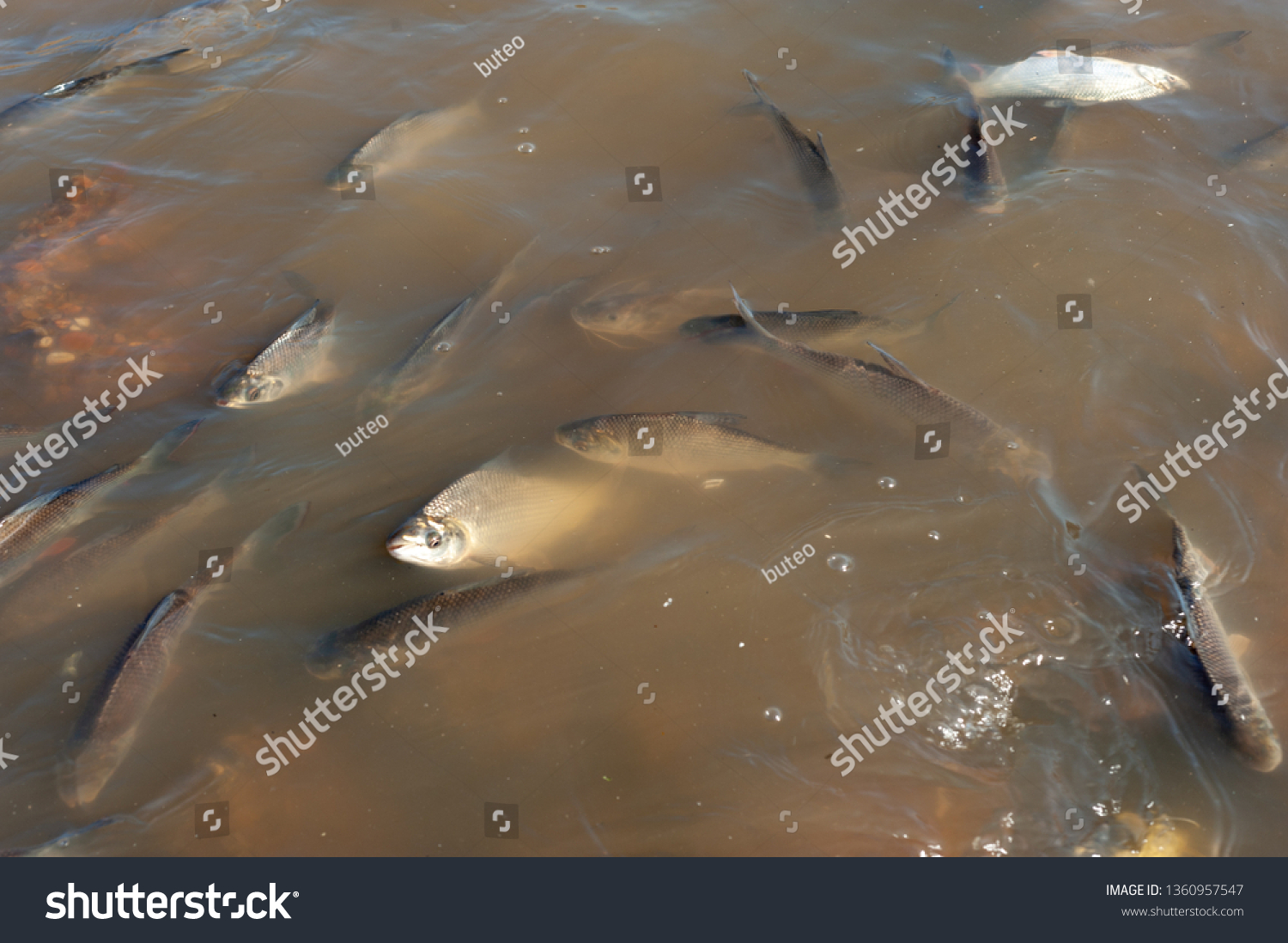 Fish Dying at Polluted Waters of Rio de la Plata, Buenos Aires, Argentina. Streaked Prochilod (Prochilodus lineatus)  #1360957547