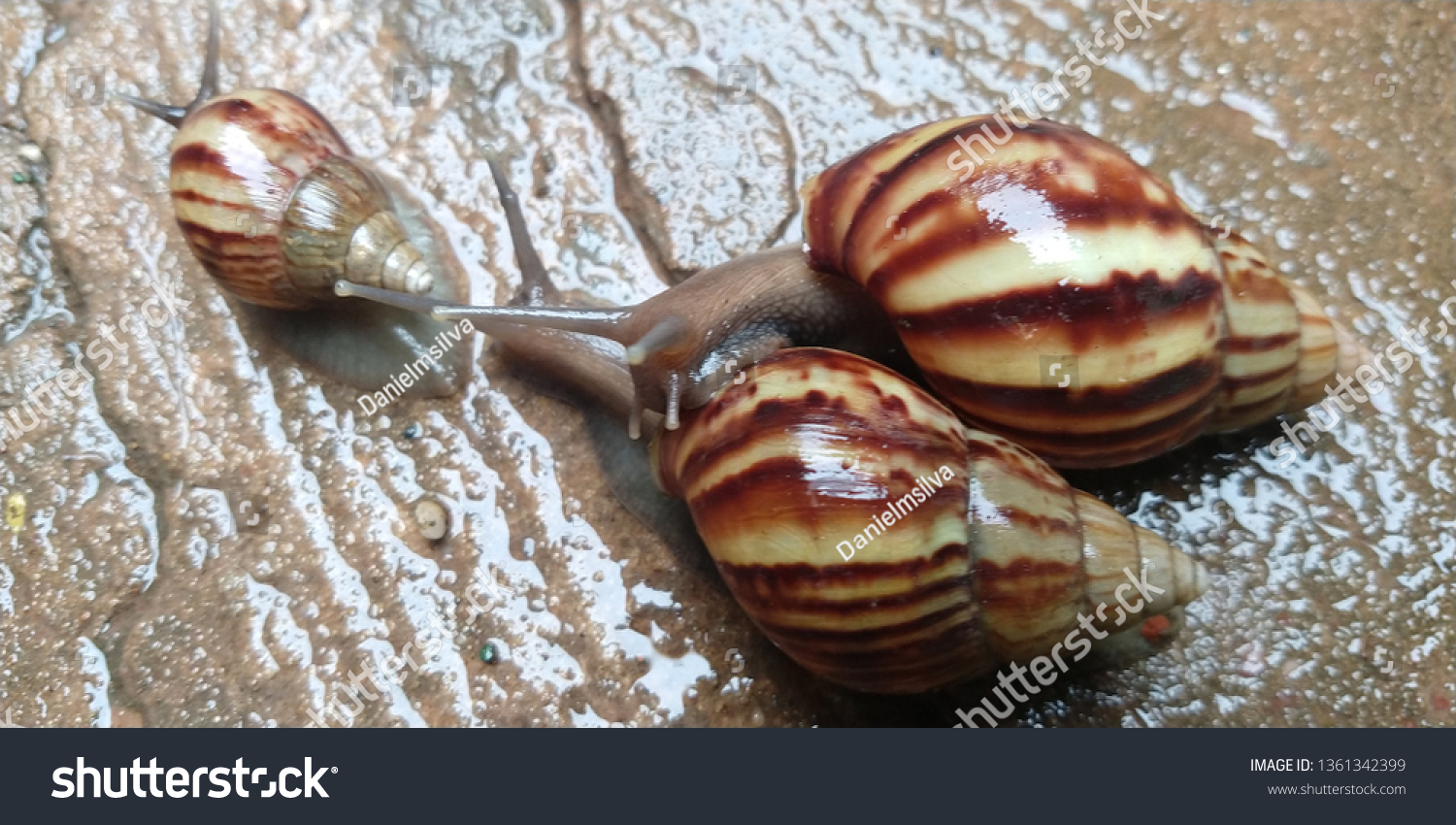 lCaramujo, cornetinha [1] or burrié is a mollusc aquatic gastropod. It has the spiral shell, with the turns or turns in the same plane, receiving, therefore, the denomination of planorbídeo. #1361342399