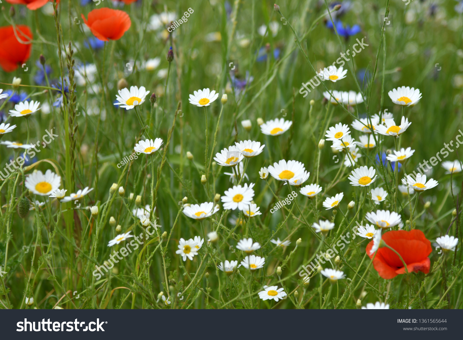 wildflower summer meadow #1361565644